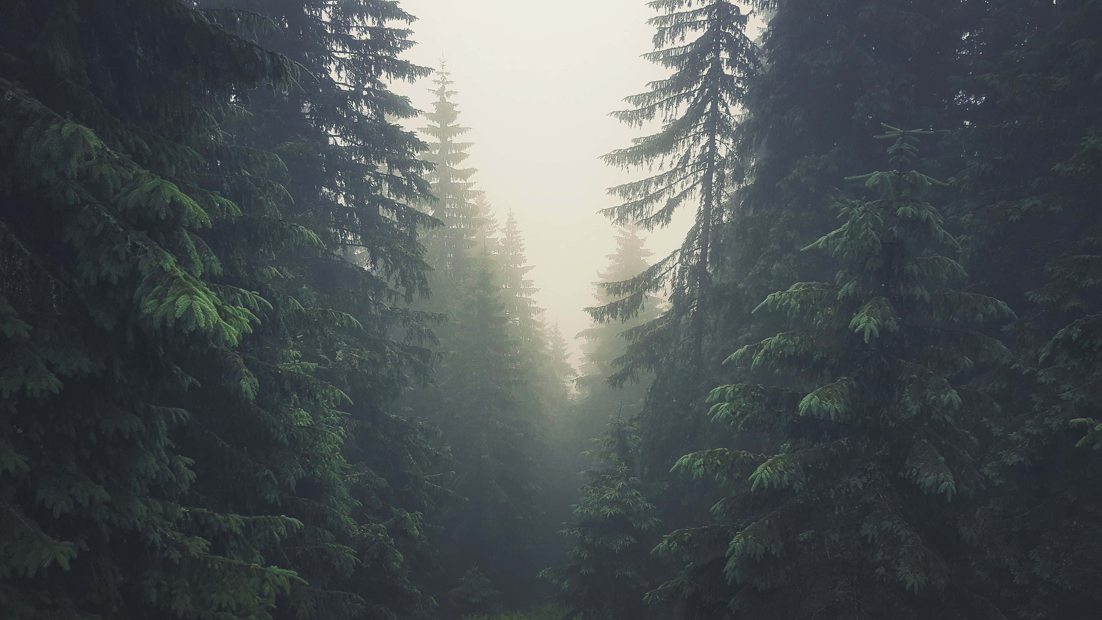Pine Tree 桌布 壁紙 — 霧氣瀰漫的森林小徑，兩旁是高聳的常綠樹，在柔和散射光下。