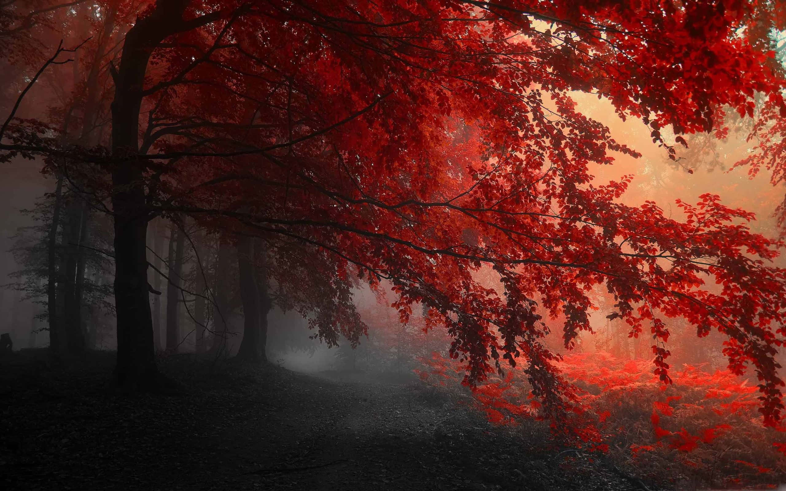 Fairy Forest 桌布 壁紙 — 霧氣瀰漫的森林小徑，兩旁鮮紅的樹葉在溫暖的夕陽光下閃耀。