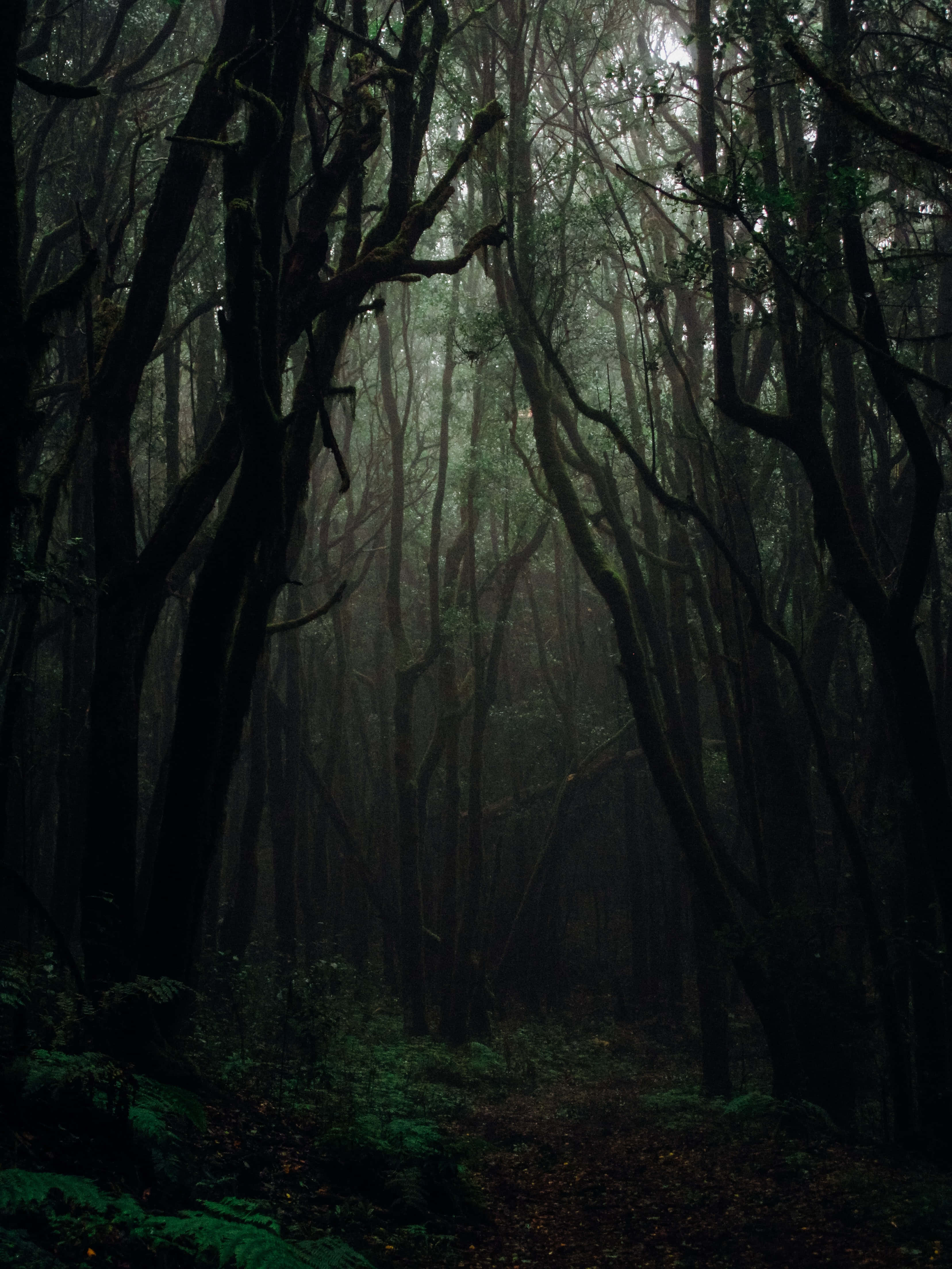 Aesthetic Nature 桌布 壁紙 — 霧氣瀰漫的森林小徑蜿蜒穿過長滿苔蘚的高聳樹木，在昏暗的綠光下。