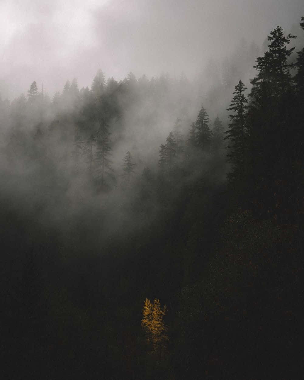 Foggy Aesthetic 桌布 壁紙 — 霧氣瀰漫的森林山谷，有深色松樹和一棵在陰暗幽暗中發光的金色樹。