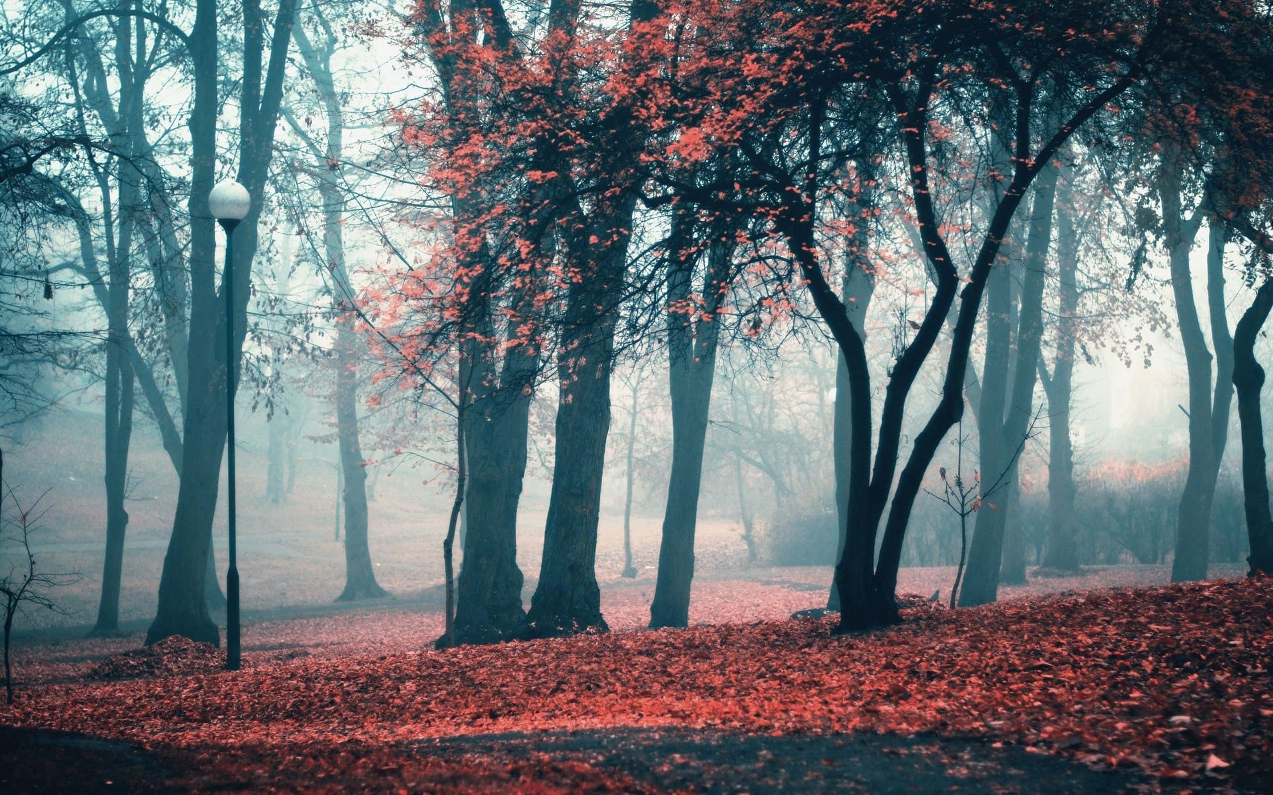 Fall Aesthetic Macbook 桌布 壁紙 — 霧氣瀰漫的秋日公園，深紅色的樹葉鋪滿地面，光禿的樹木在清涼的藍色薄霧中柔和地發光。