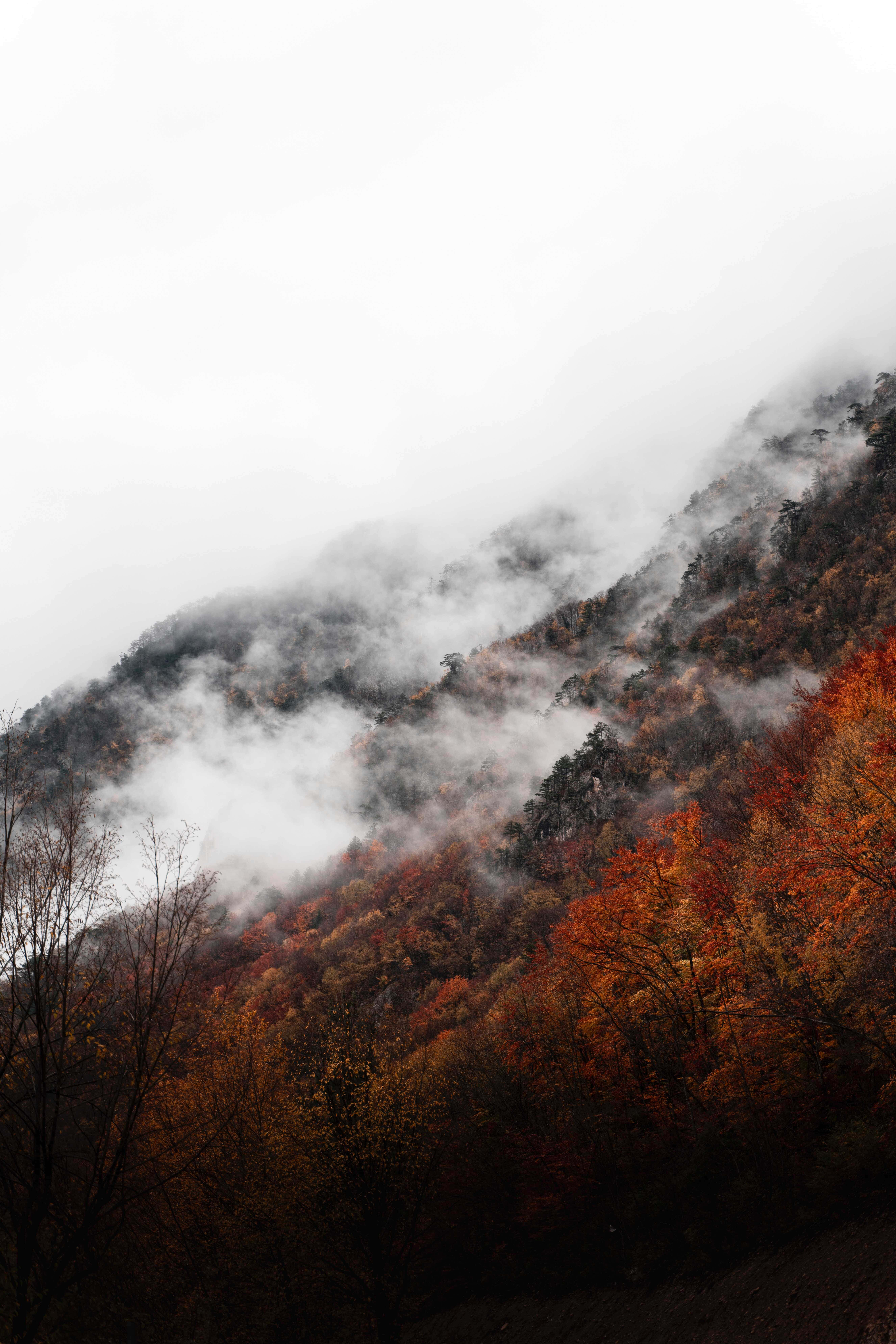 Fall Fog 桌布 壁紙 — 霧氣瀰漫的秋日山坡，鮮豔的橙色和紅色樹葉部分被旋轉的雲霧遮蓋。
