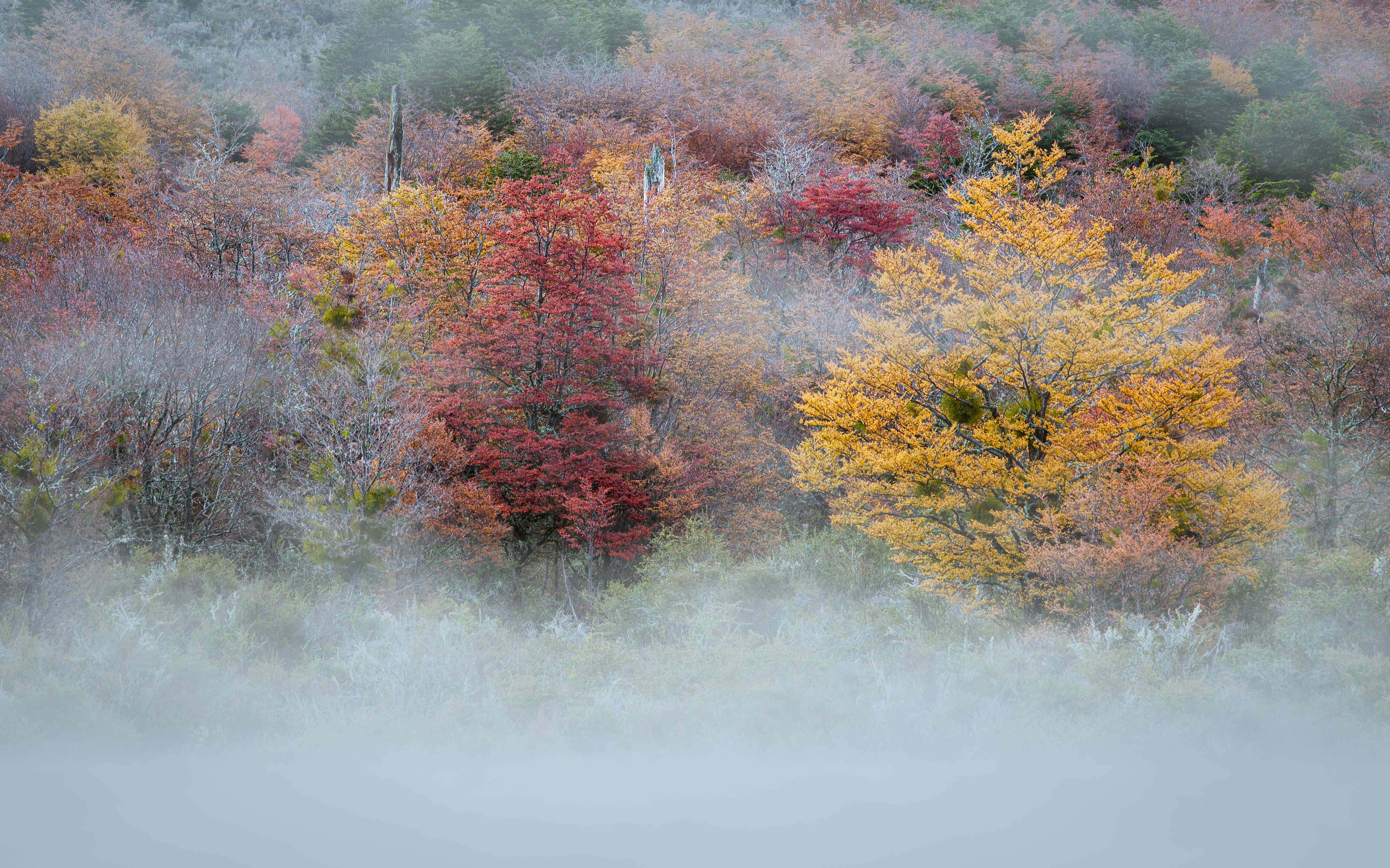 Fall Fog 桌布 壁紙 — 霧氣瀰漫的秋日森林，鮮紅和金黃的樹木從霧濛濛的地面中浮現。