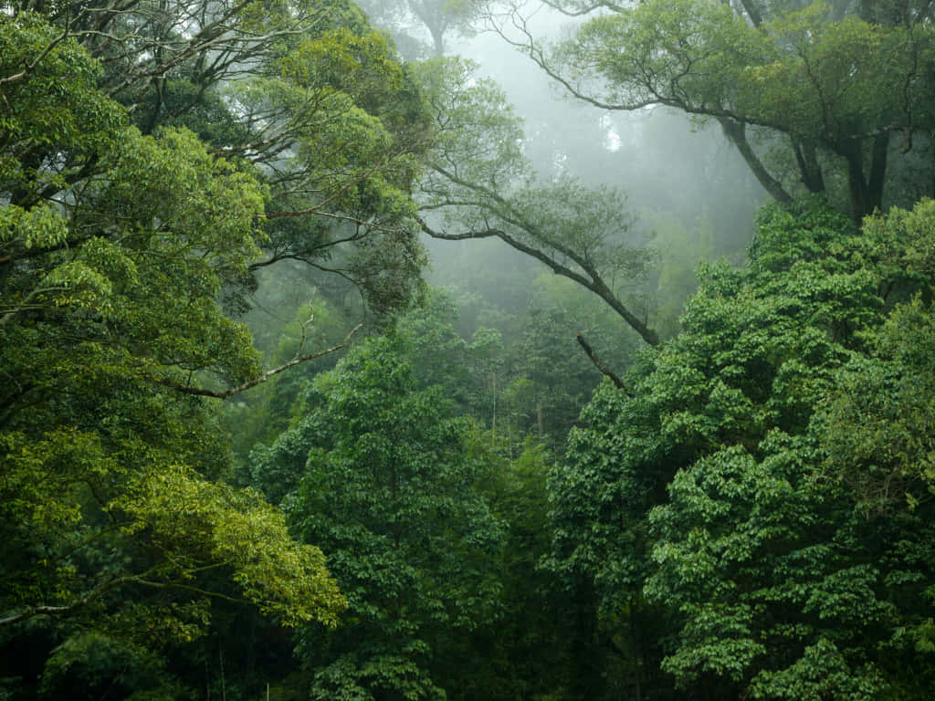 森林 桌布 壁紙 — 霧氣瀰漫的綠色森林樹冠，茂密的樹葉和霧氣在高聳的樹木間飄蕩。