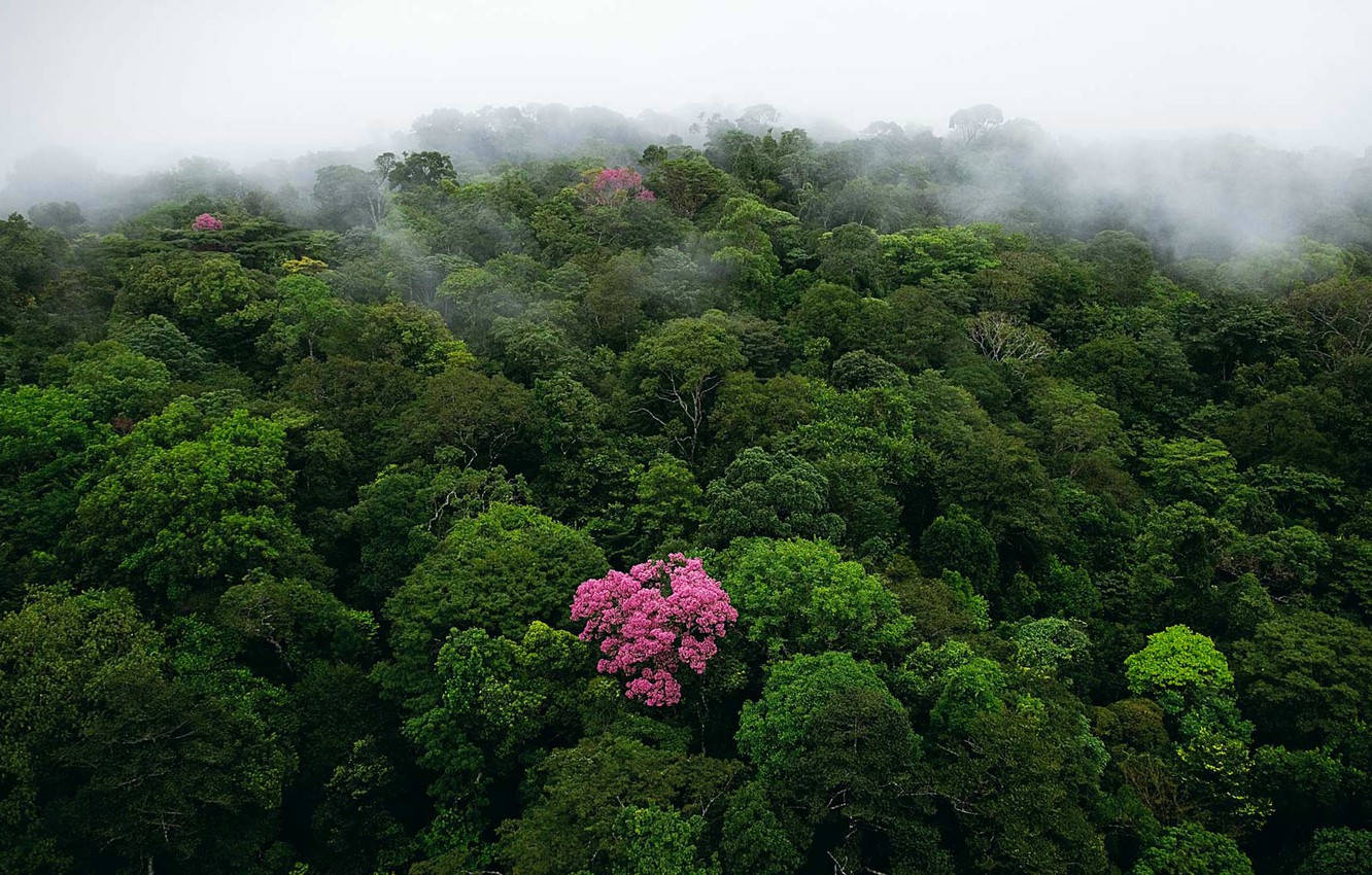 花 桌布 壁紙 — 霧氣瀰漫的雨林樹冠層鳥瞰圖，鮮豔的粉紅色開花樹木在茂密的綠色樹葉中脫穎而出。
