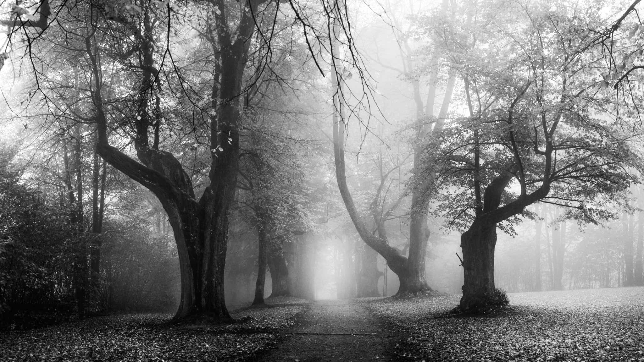 Black And White Tree 桌布 壁紙 — 霧氣瀰漫的黑白森林小徑，由多節樹木框住，柔和光線穿過霧氣。