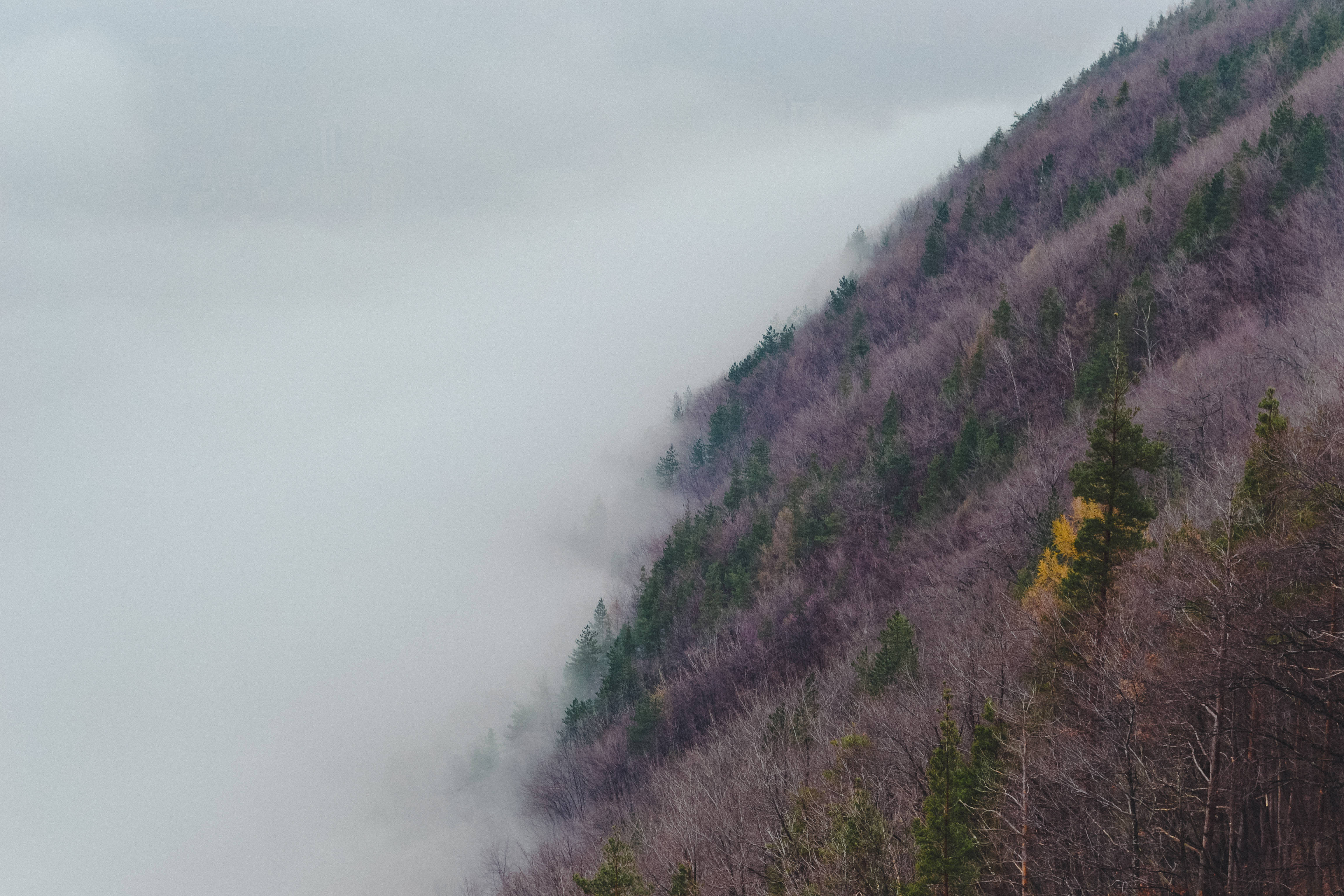 Foggy 桌布 壁紙 — 霧氣籠罩的山坡，薄霧瀰漫，樹木光禿，一片黃葉暗示著秋天的到來。