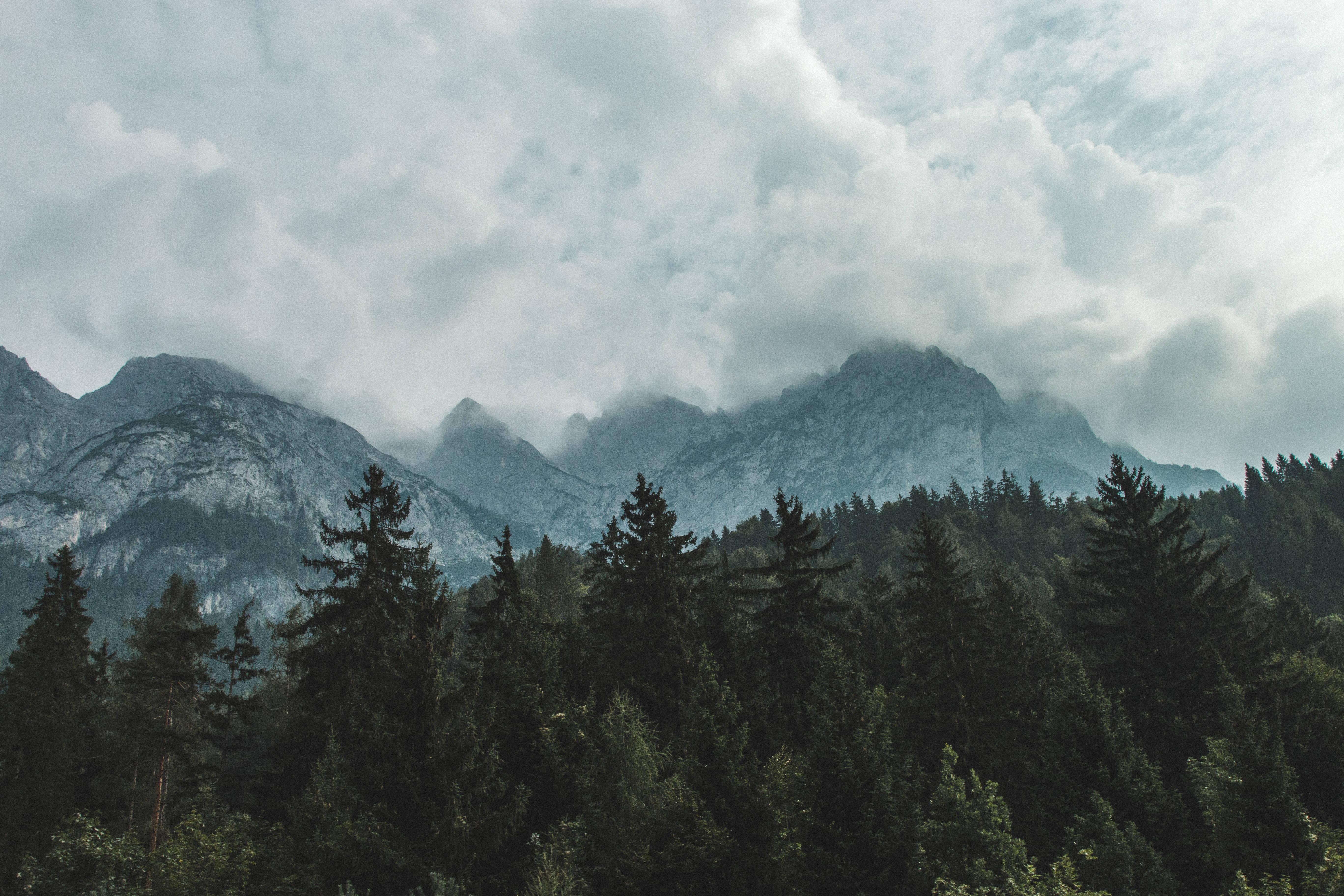 Slovenia 桌布 壁紙 — 霧氣籠罩的山巒在陰天下一片茂密的深色常綠森林後方升起。