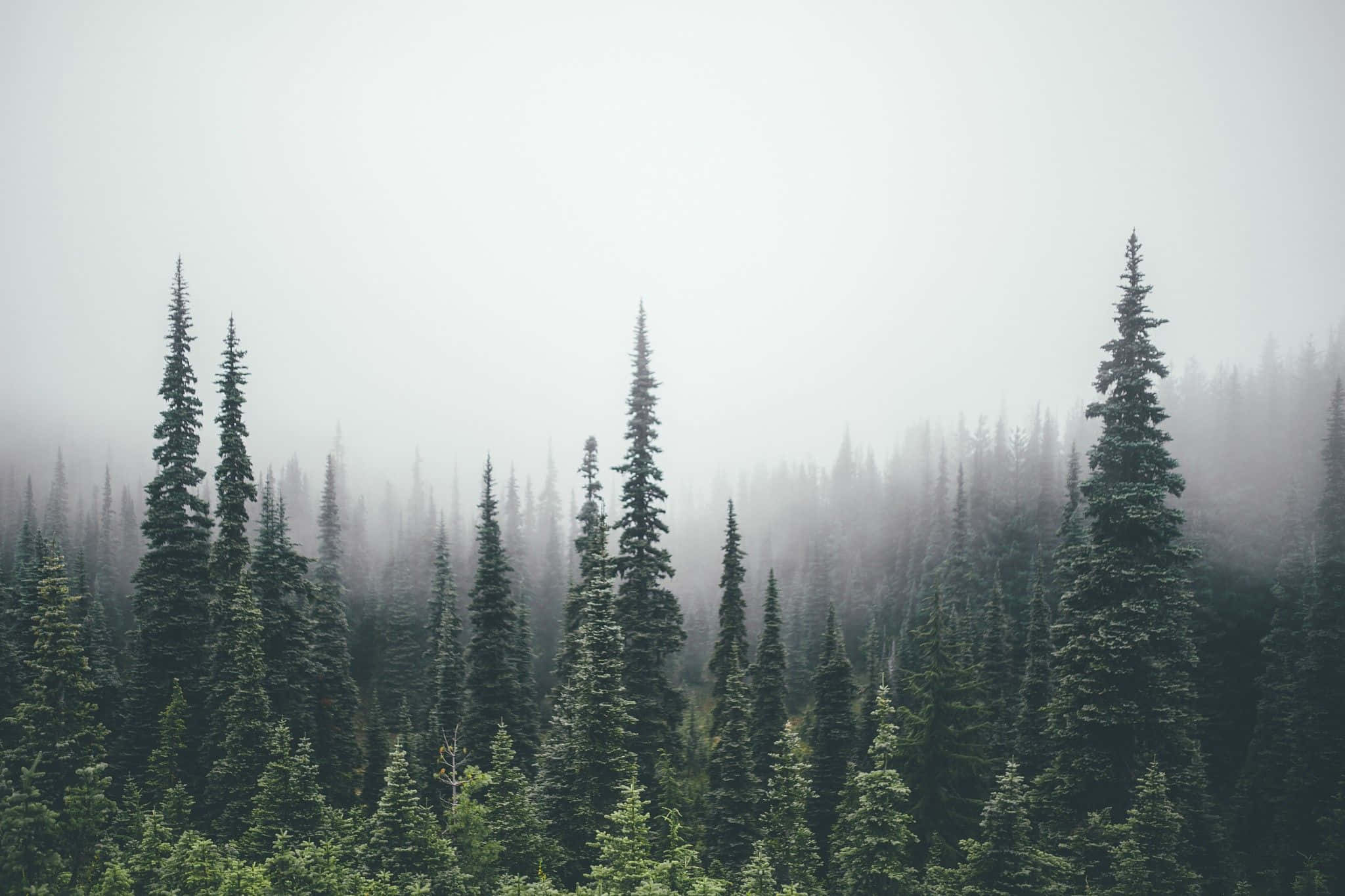 Pine Tree 桌布 壁紙 — 霧氣籠罩的早晨，一片高大的常綠樹密林，營造出寧靜而神秘的氛圍。