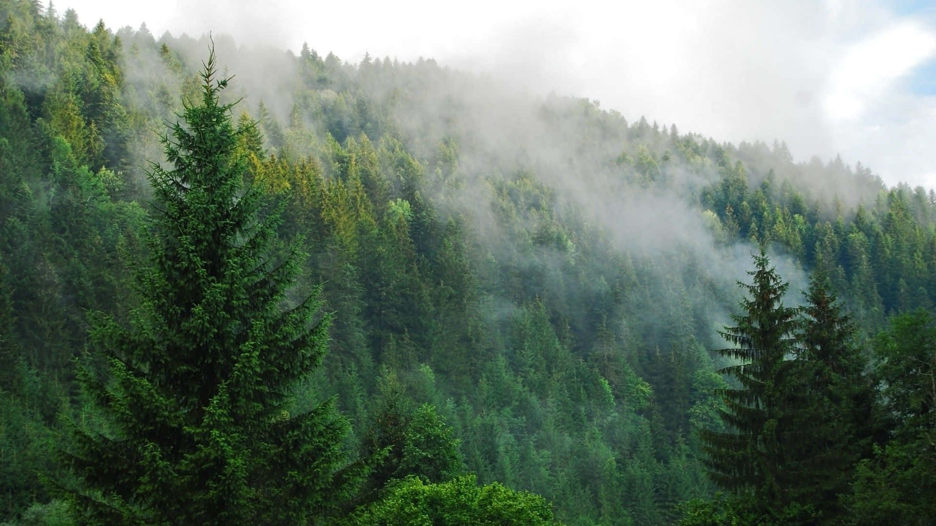 Pine Tree 桌布 壁紙 — 霧氣籠罩的早晨，覆蓋著起伏山丘上茂密的綠色森林，高大的松樹部分隱藏在柔和的霧中。