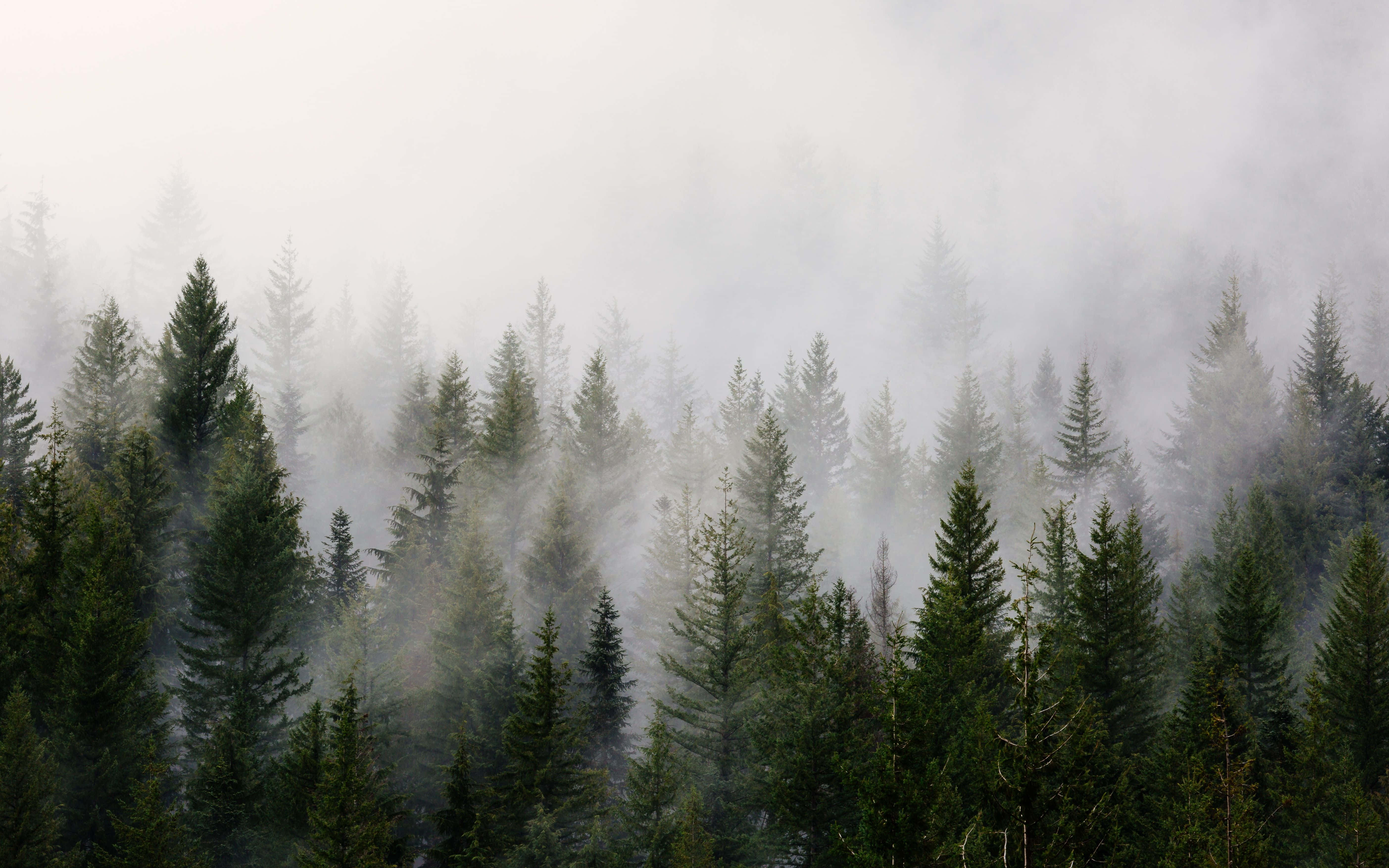 Fog 桌布 壁紙 — 霧氣籠罩的早晨包裹著一片茂密的常綠樹林，營造出寧靜而空靈的林間景象。