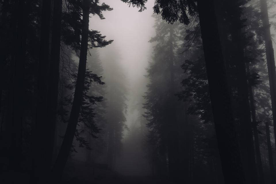 Foggy 桌布 壁紙 — 霧氣籠罩的森林小徑，兩旁是高聳的松樹，深陷陰影中，柔和的灰色光線穿過霧氣。