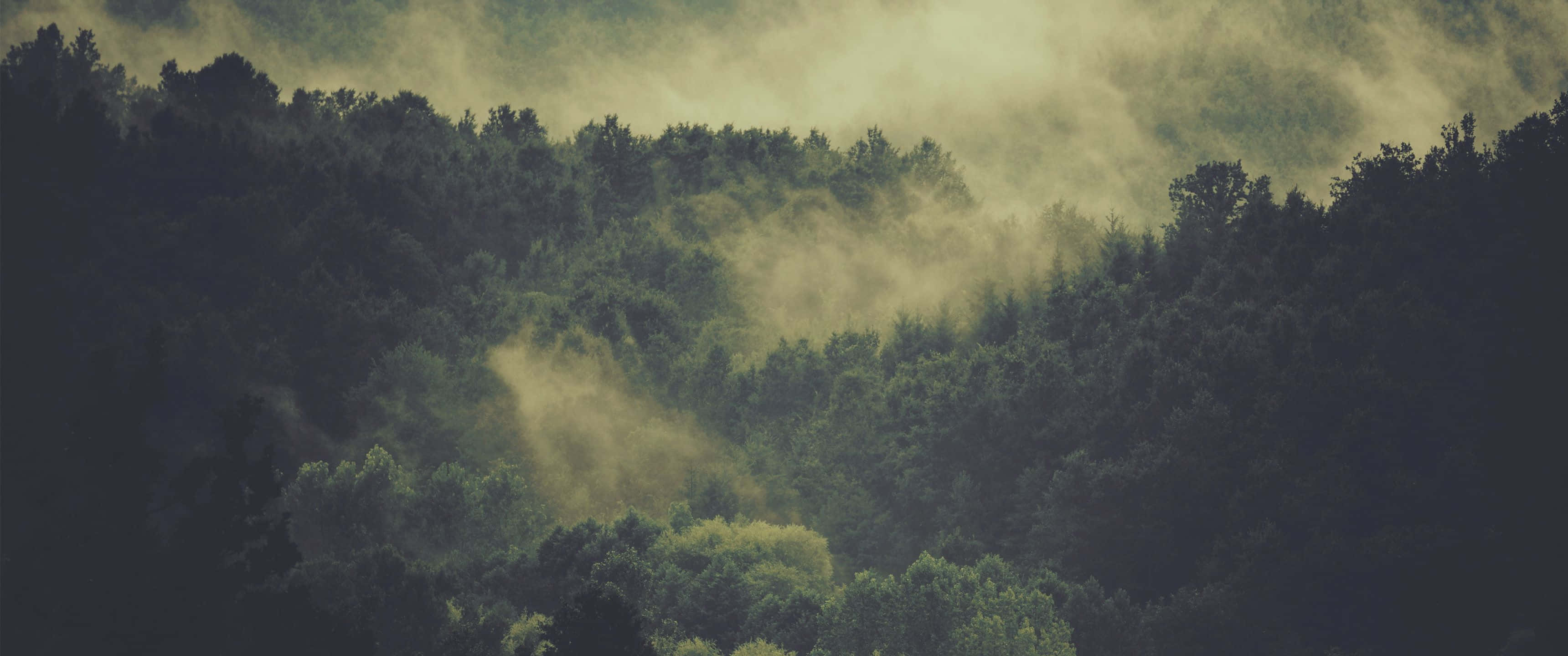 Aesthetic Nature 桌布 壁紙 — 霧氣籠罩的森林樹冠沐浴在穿過茂密綠樹的金色晨光中。