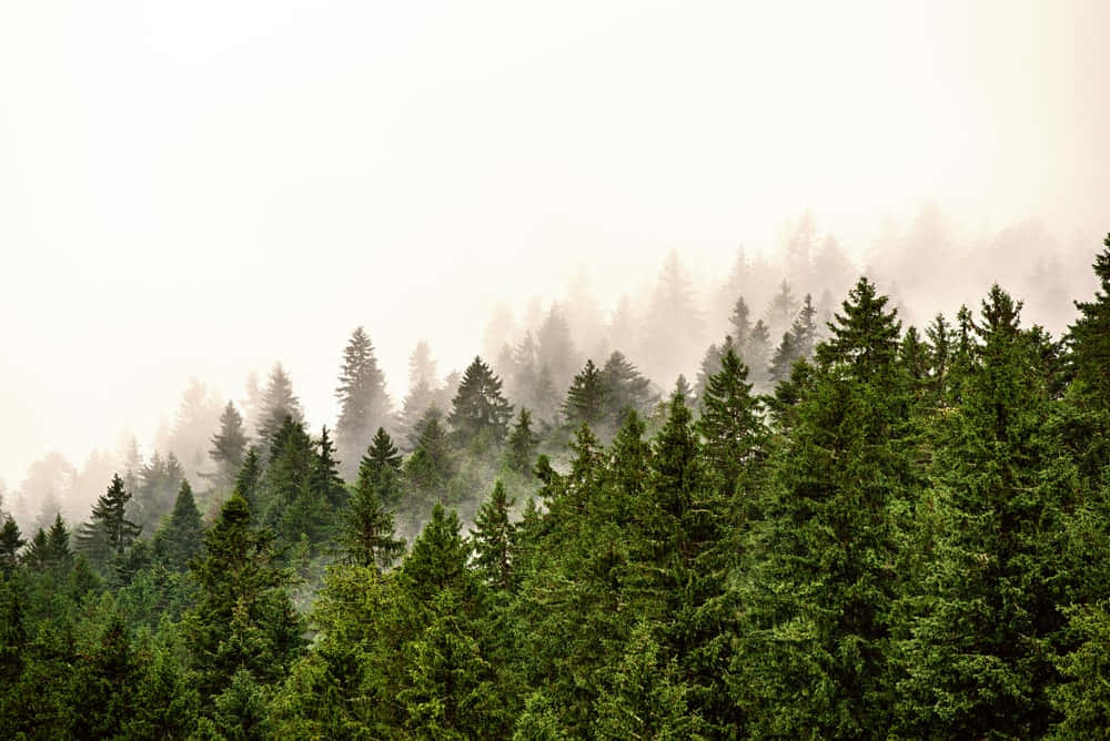 Evergreen Trees 桌布 壁紙 — 霧氣籠罩的清晨，柔和的陽光穿過濃密的松樹林冠層，灑落在茂密的松樹林中。