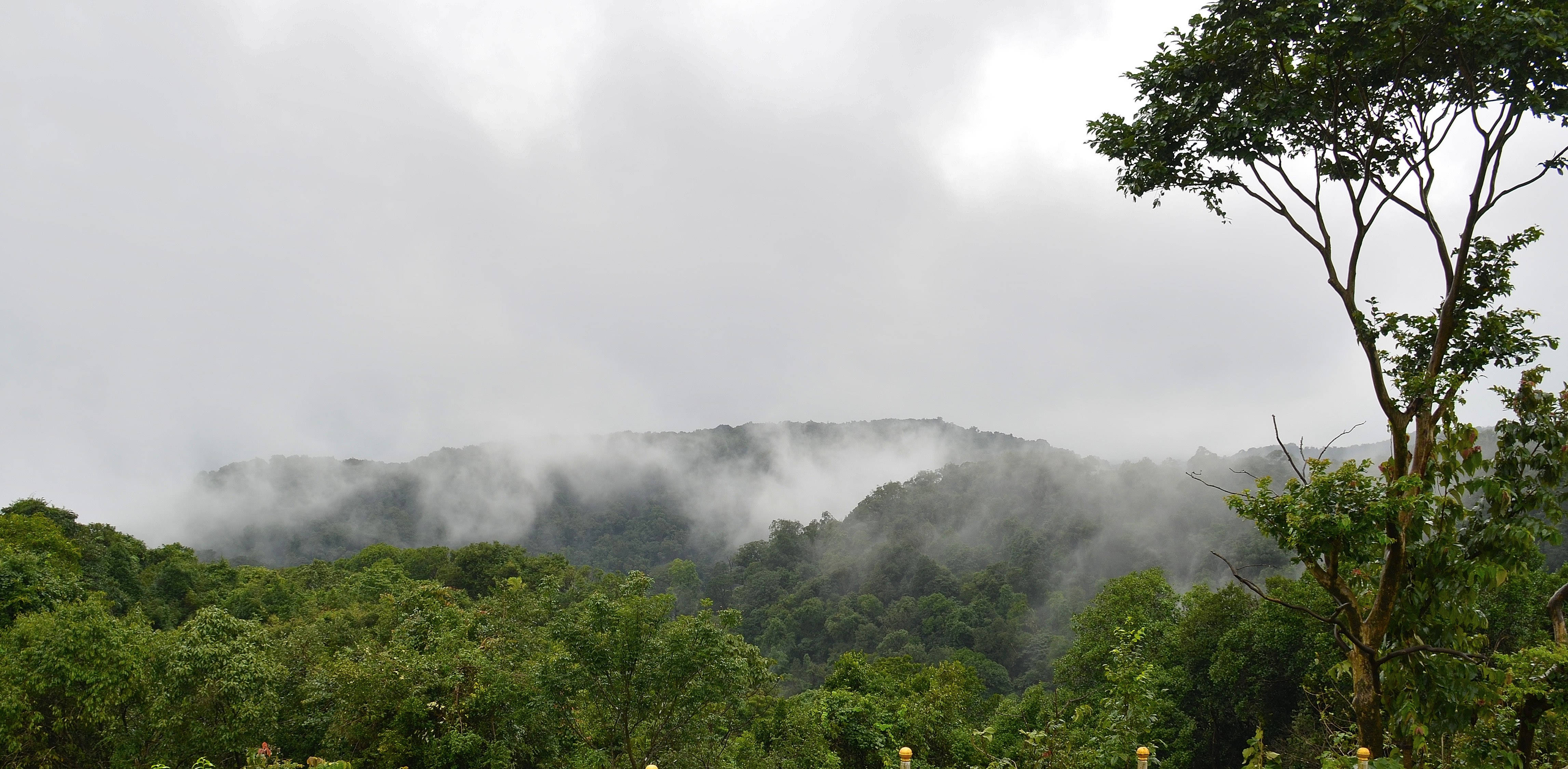 Rainforest 桌布 壁紙 — 霧氣籠罩的綠色山巒在陰天中從茂密森林後方升起，右側有一棵孤樹構成框架。
