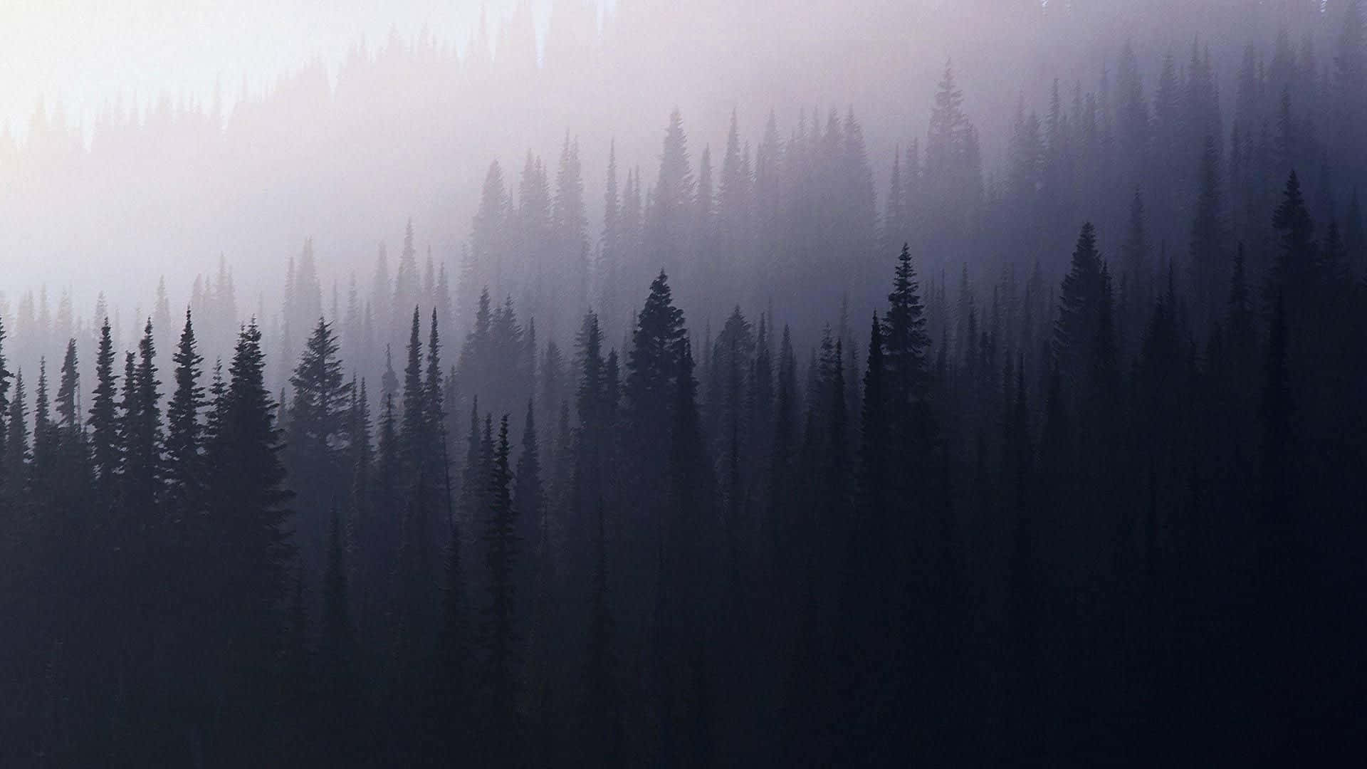 Aesthetic Nature Tumblr 桌布 壁紙 — 霧氣籠罩的黎明以冷紫色和灰色覆蓋茂密的松樹林，營造出寧靜而神秘的氛圍。