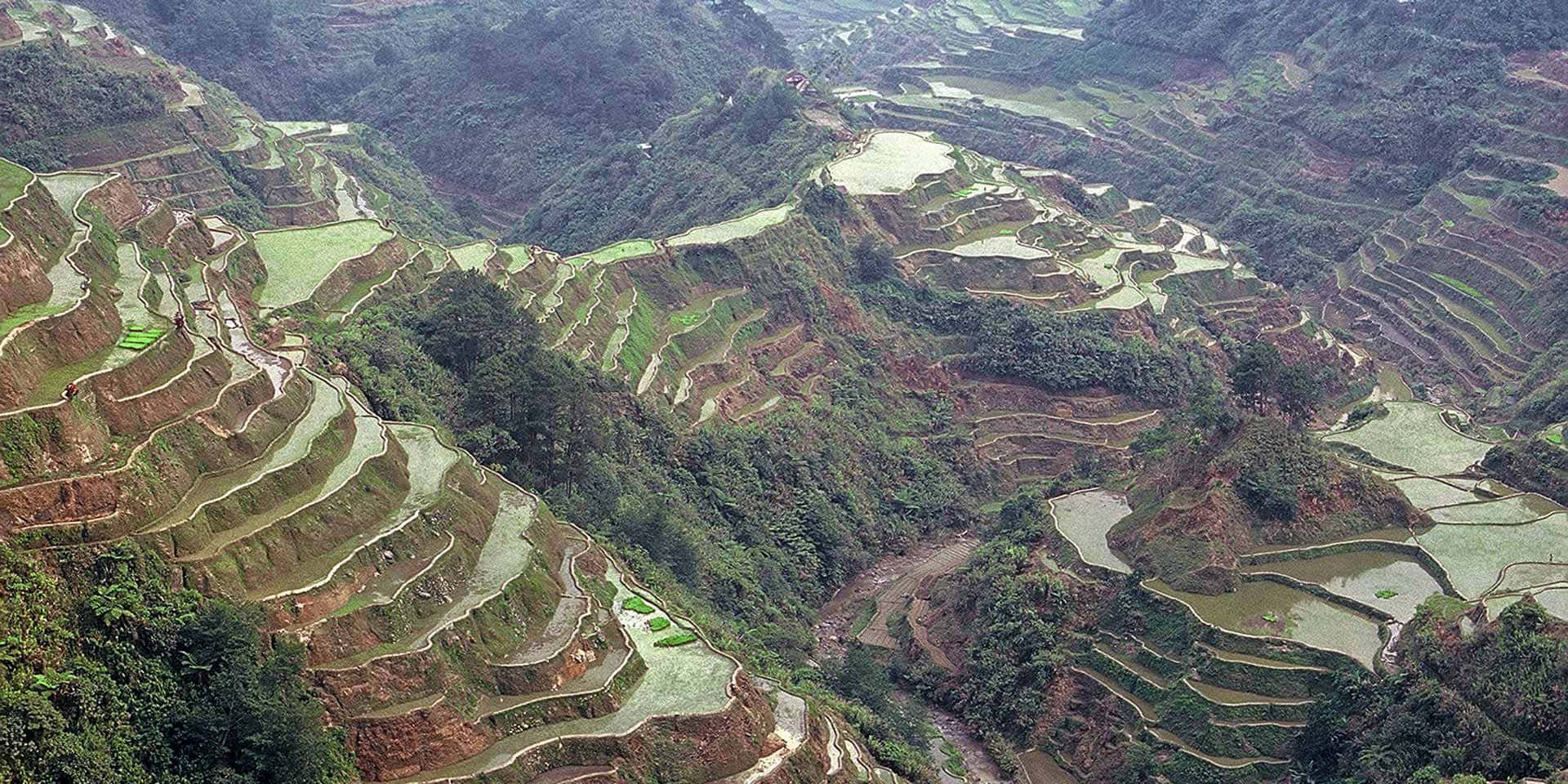 山景 桌布 壁紙 — 霧氣繚繞的山坡上，蜿蜒曲折的翠綠梯田鳥瞰圖。