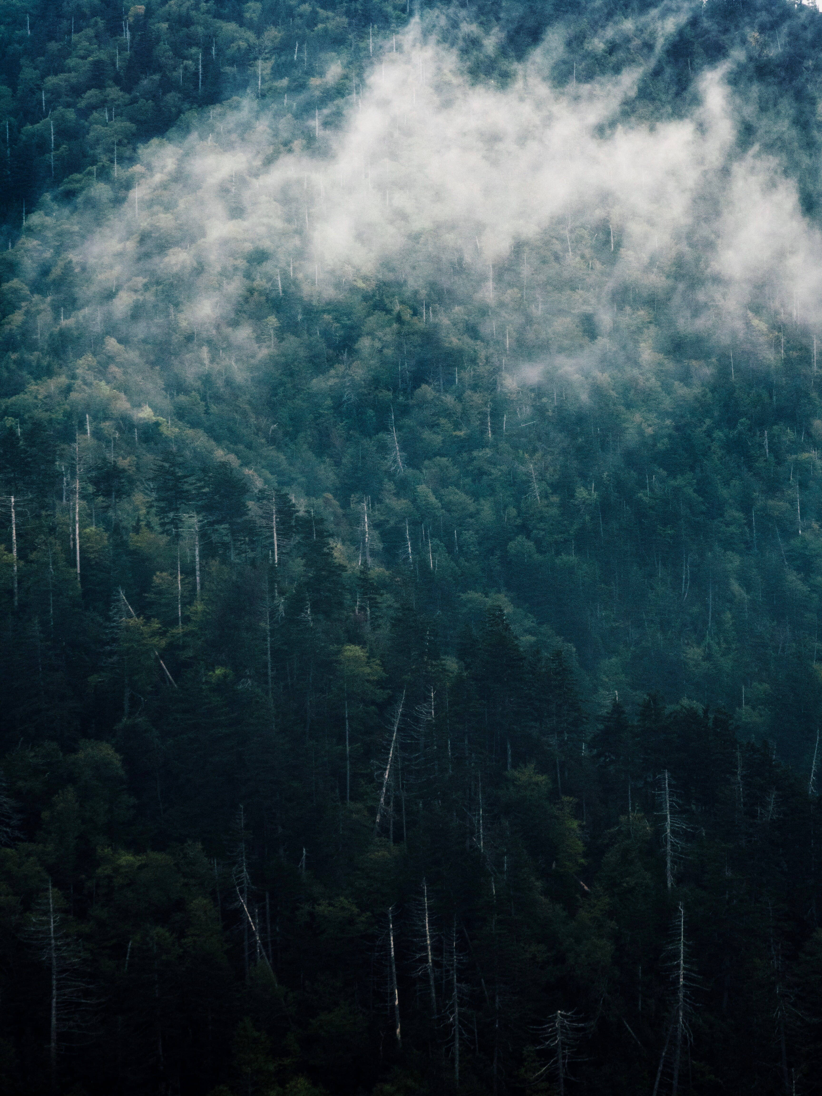 Smoky Mountains 桌布 壁紙 — 霧氣雲朵飄過一片茂密的深綠色森林，高大的樹木向上伸展。