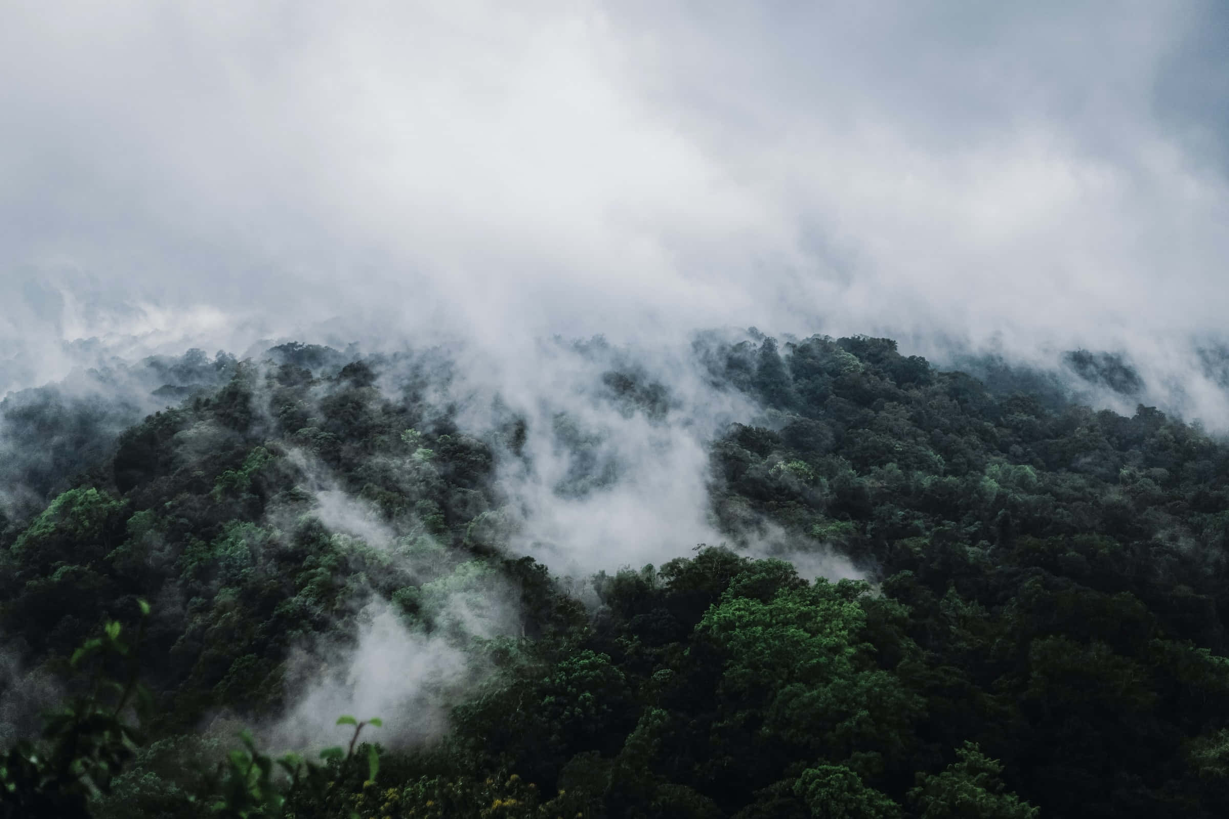 自然 桌布 壁紙 — 霧氣雲朵飄過一片茂密的綠色森林，依附在山脊上，天空陰沉。