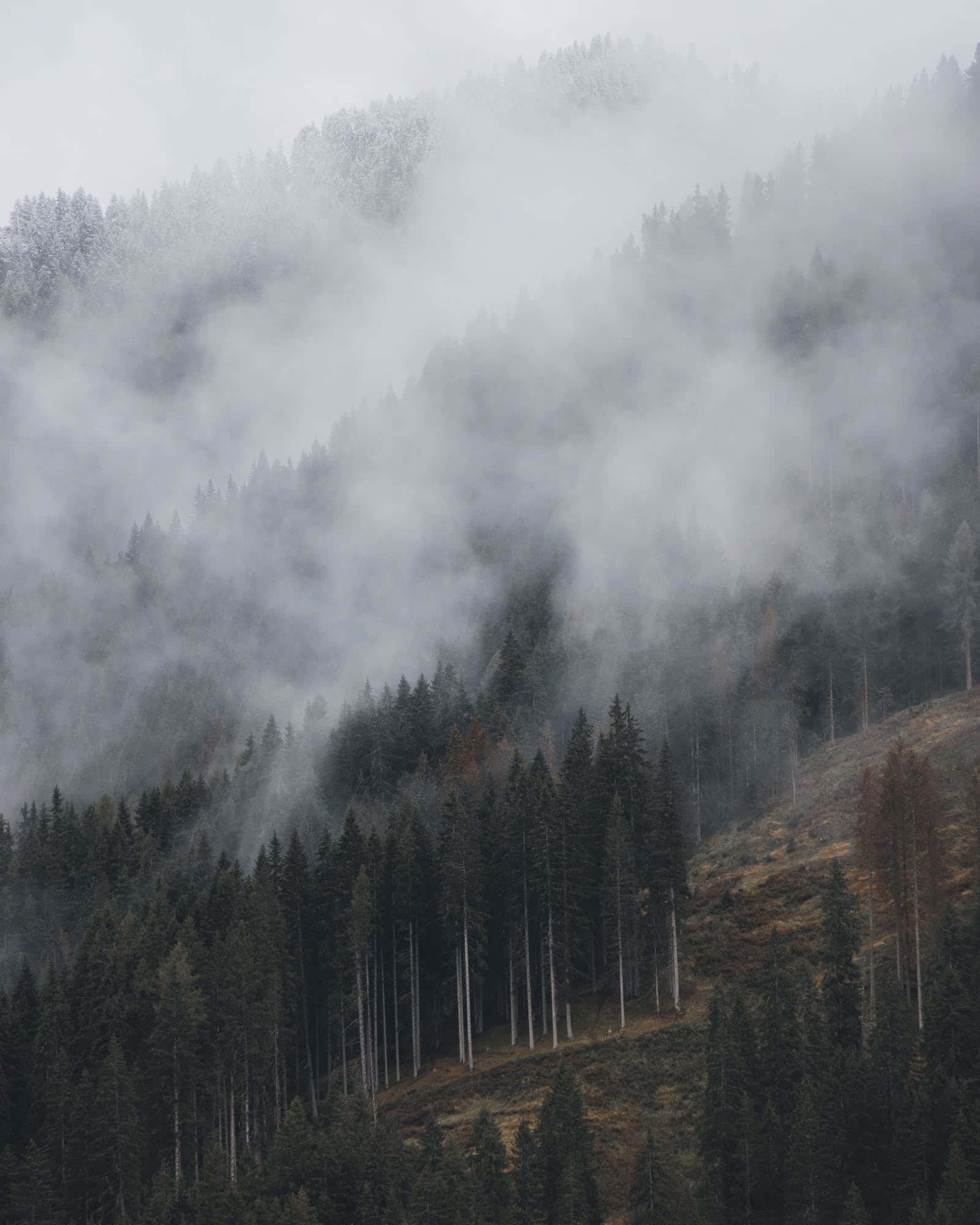 Mountain Scenes 桌布 壁紙 — 霧氣雲朵飄過緊貼山坡的茂密松樹林，天空多雲。