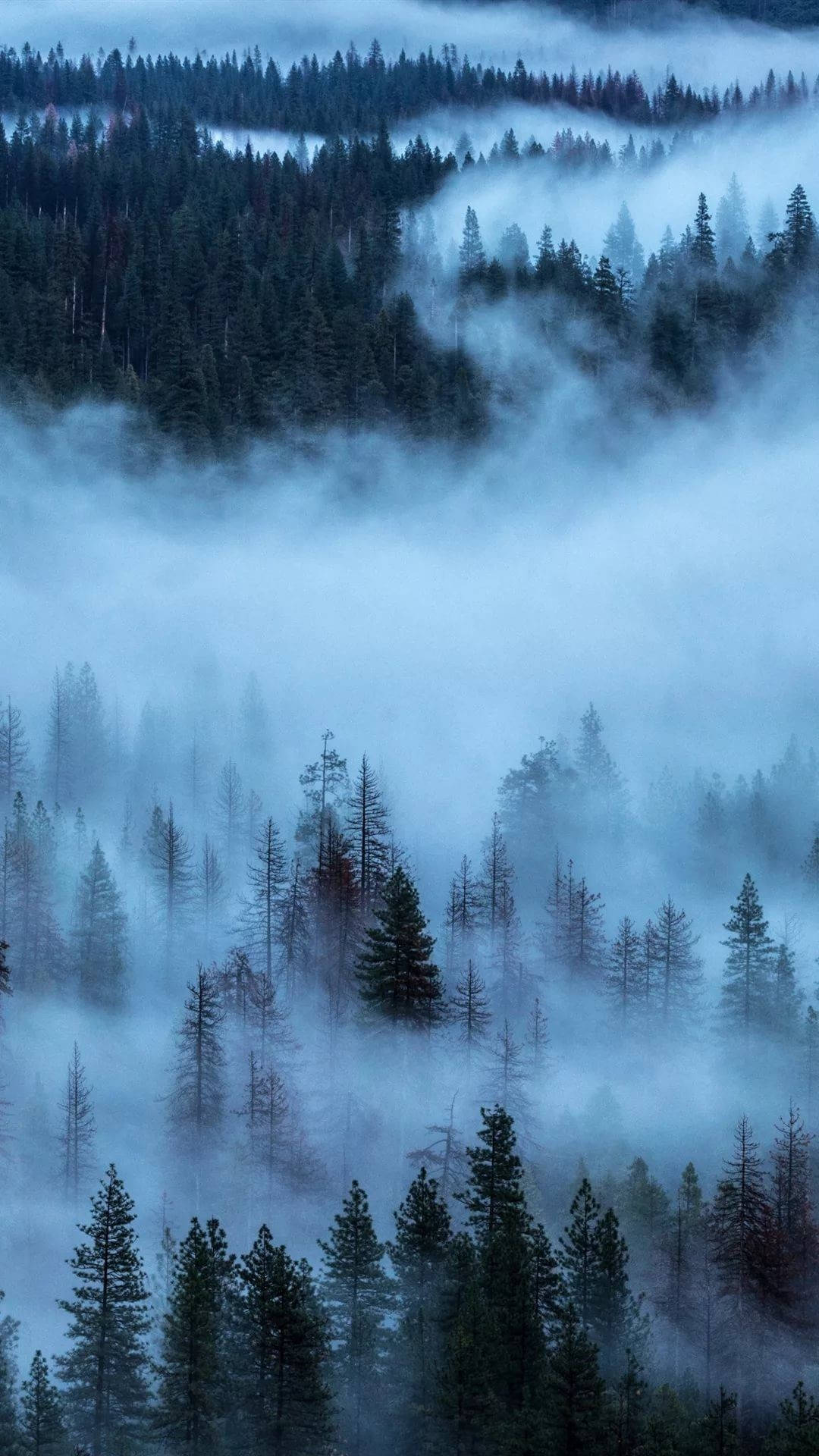 View 桌布 壁紙 — 霧藍色的黎明籠罩著茂密的松樹林，霧氣在高聳的樹木間旋轉。