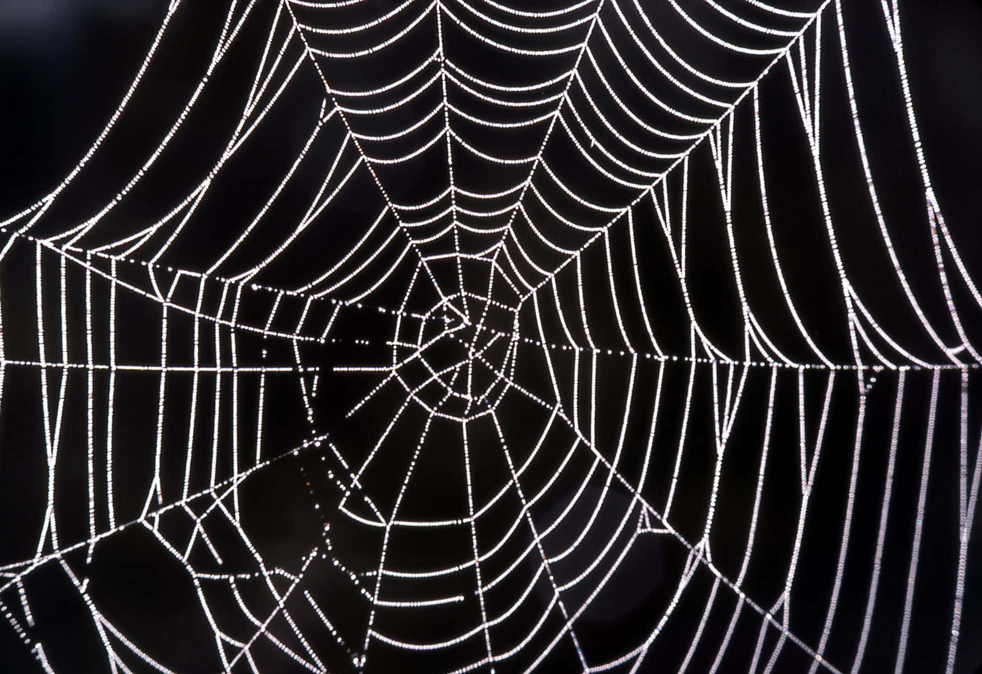 Spider Webs 桌布 壁紙 — 露水覆蓋的蜘蛛網在黑暗背景上發出白色光芒的特寫。