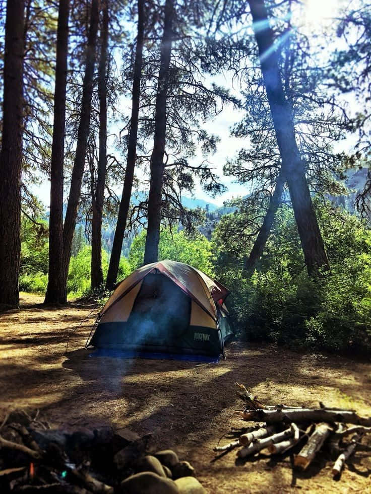 Minimalist Camping 桌布 壁紙 — 露營帳篷坐落於高大的松樹之間，陽光穿過樹冠灑落，附近有一個營火坑。