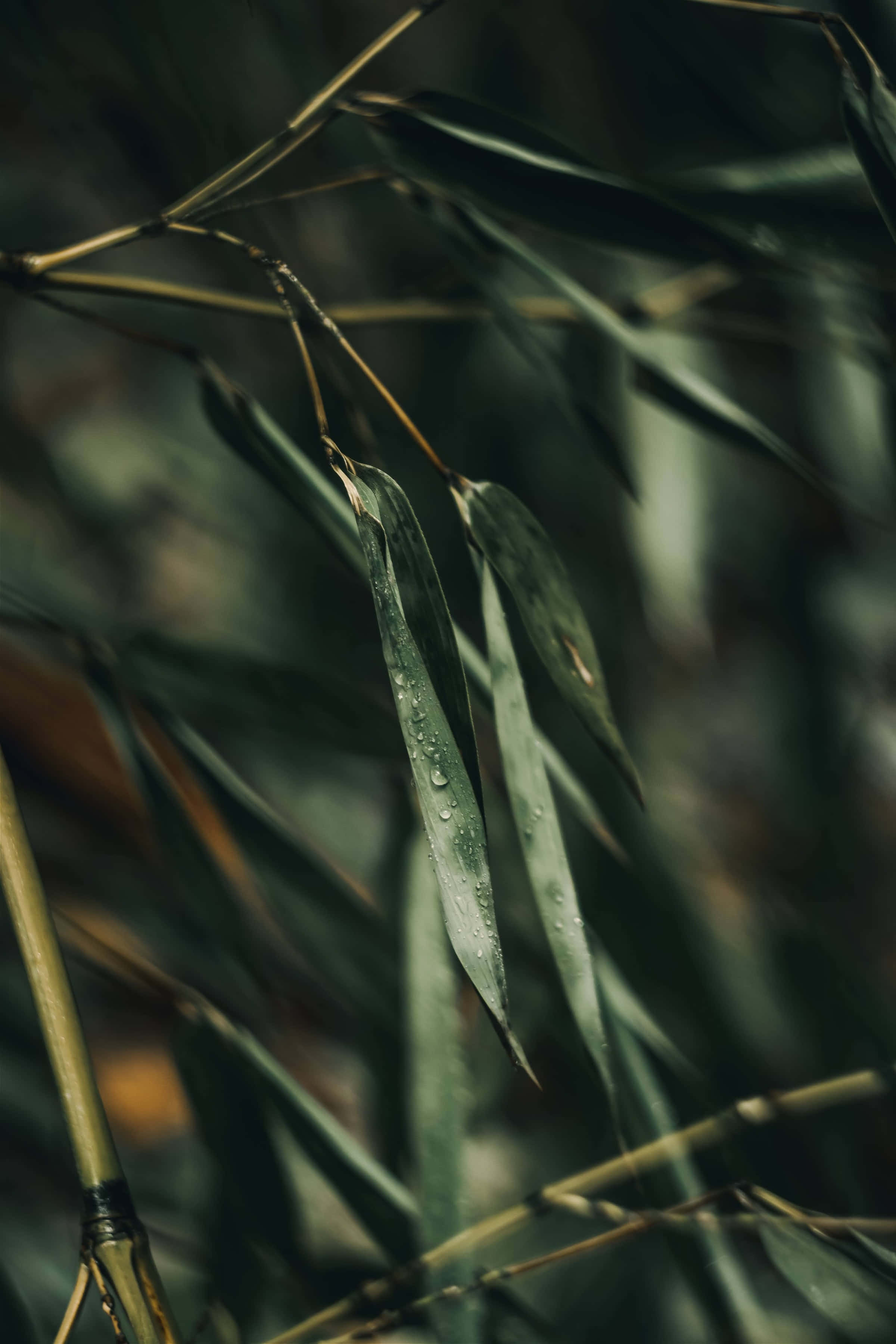 Green Leaves 桌布 壁紙 — 露珠竹葉特寫，背景柔和，色調柔和綠色。
