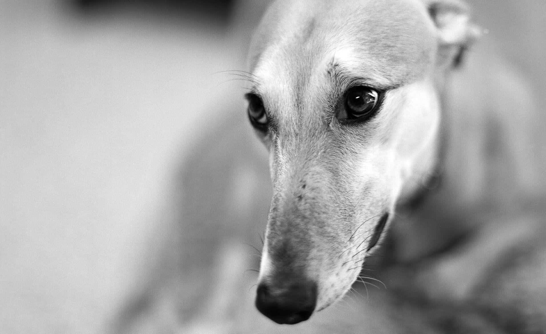 靈緹犬背景 壁紙