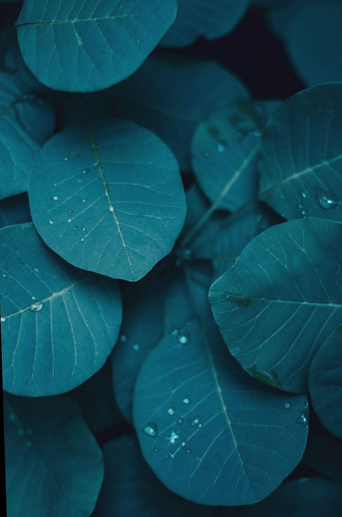 Leaves 桌布 壁紙 — 青綠色葉片特寫，水珠在柔和光線下閃閃發光。