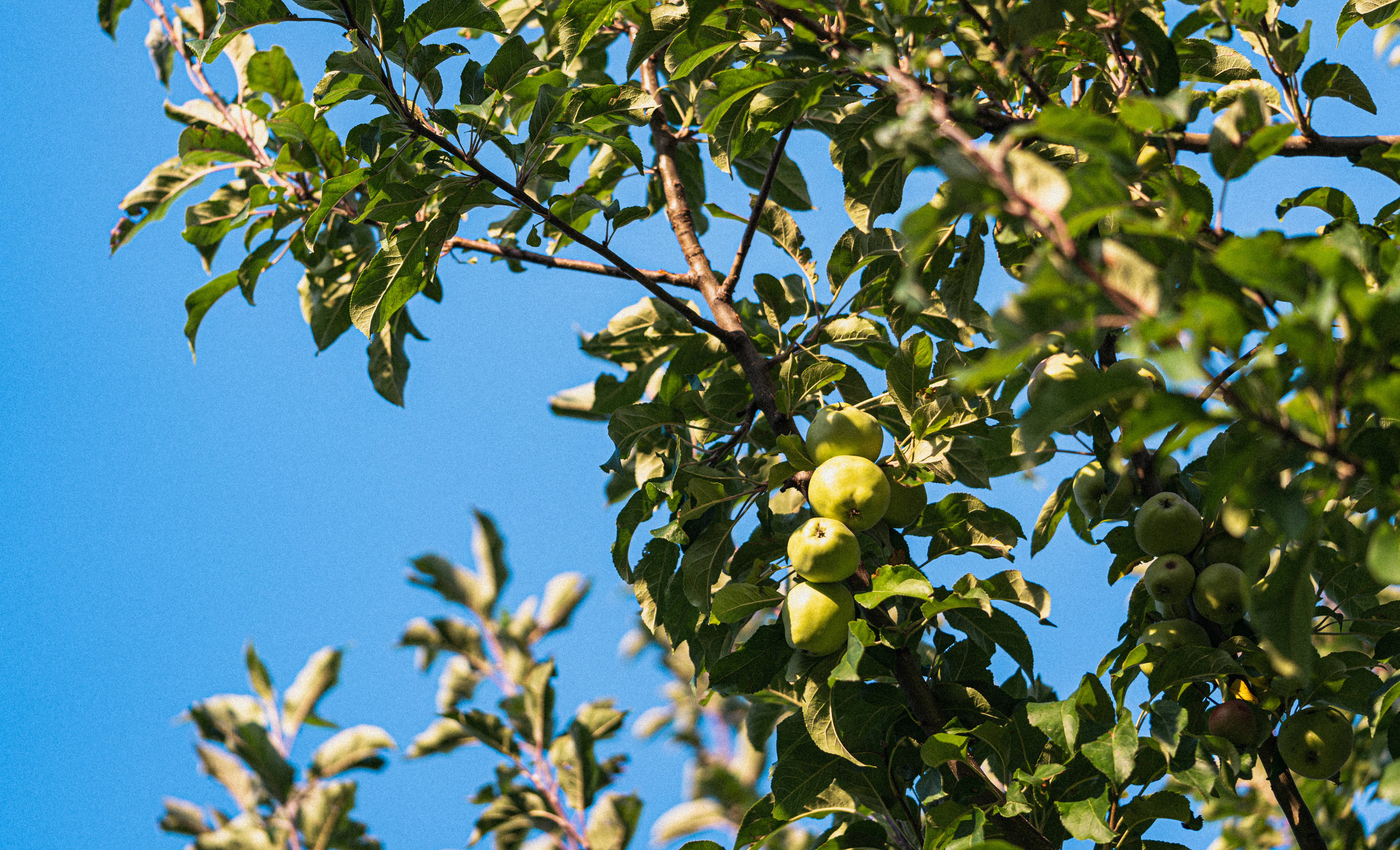 Fruits 桌布 壁紙 — 青蘋果在陽光明媚的果園場景中，簇擁在茂密的樹葉間，映襯著清澈的藍天。