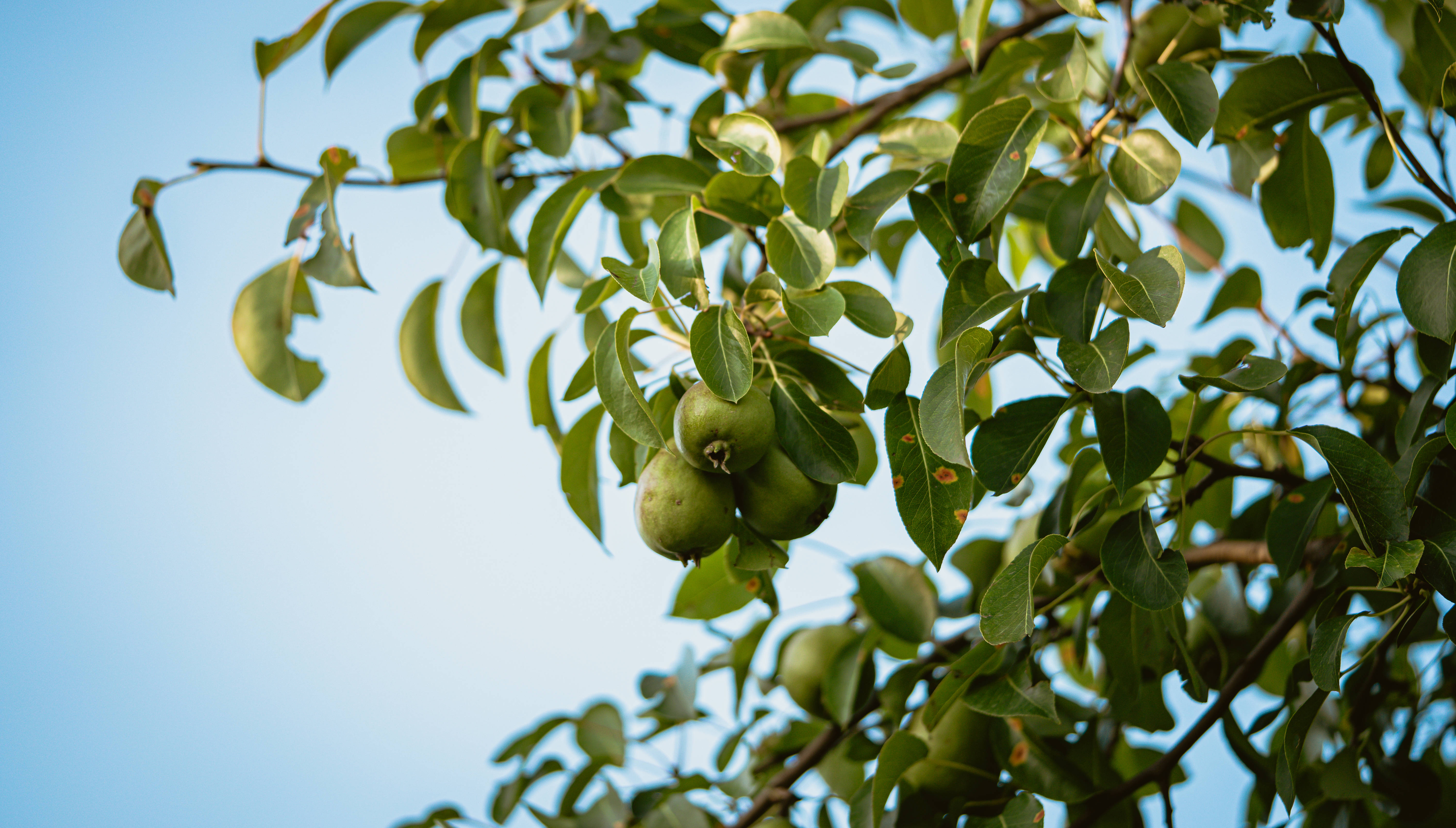 Fruits 桌布 壁紙 — 青蘋果掛在茂密的樹葉間，映襯著晴朗的藍天，呈現出陽光明媚的果園景象。