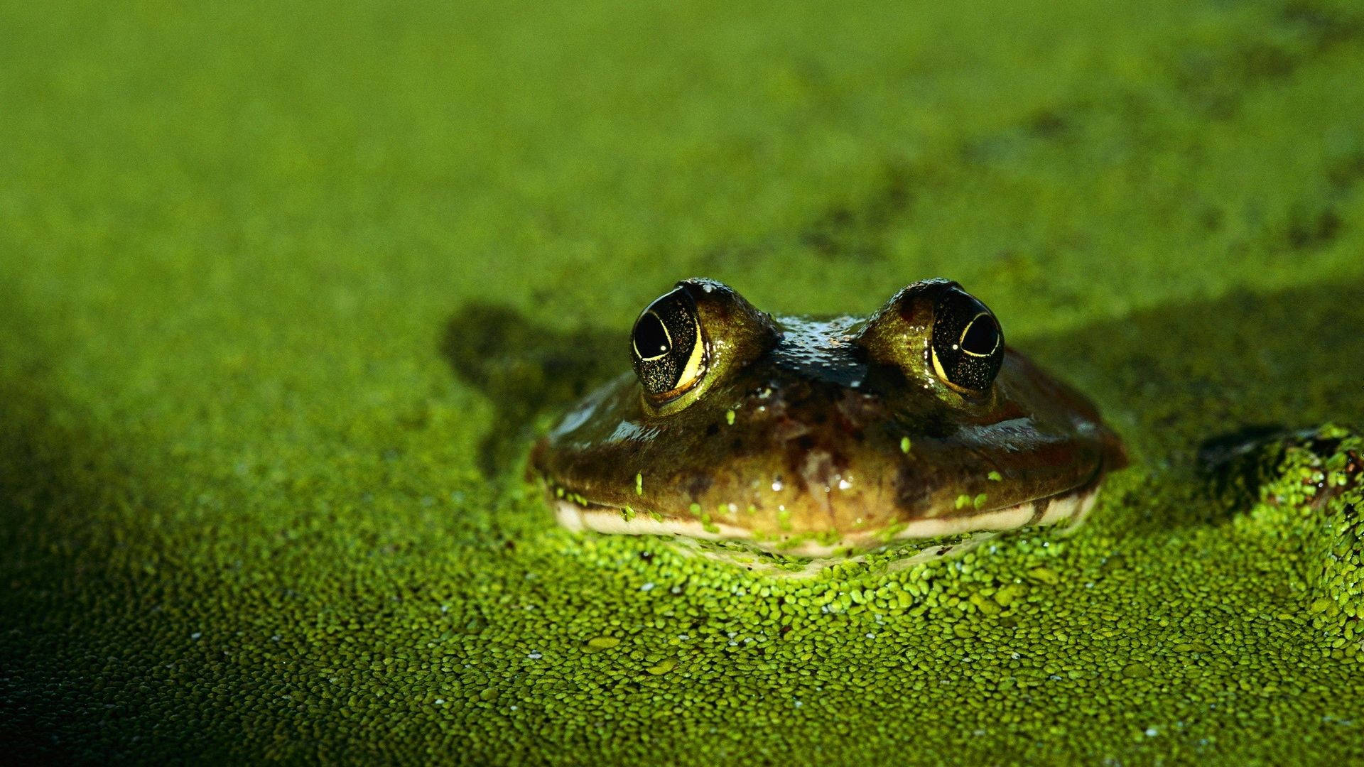 Kawaii Frog 桌布 壁紙 — 青蛙的臉部特寫，從平靜水面上鮮豔的綠色藻類中探出頭來。