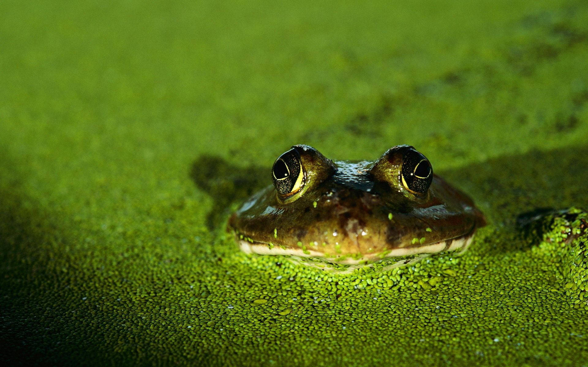 Frog 桌布 壁紙 — 青蛙的臉部特寫，從池塘表面鮮豔的綠色藻類中探出頭來。