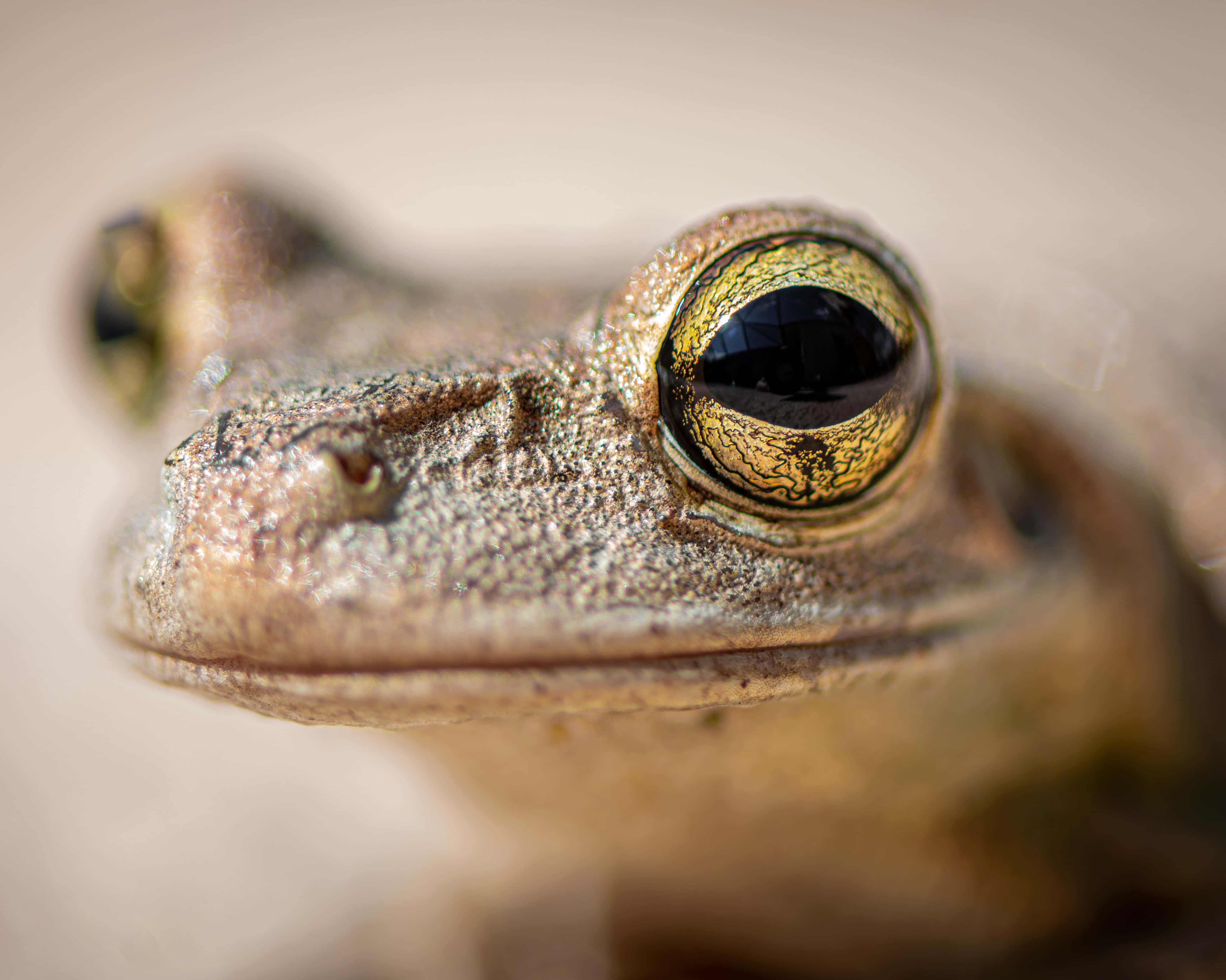 Frog 桌布 壁紙 — 青蛙紋理臉部的特寫，帶有引人注目的金色眼睛和柔和模糊的背景。