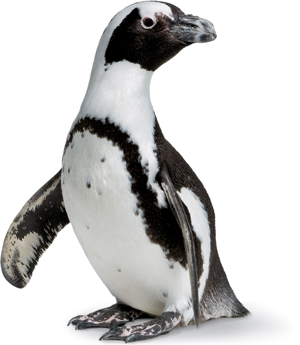 雨林 桌布 壁紙 — 非洲企鵝直立站立，黑白羽毛，背景為純白色。