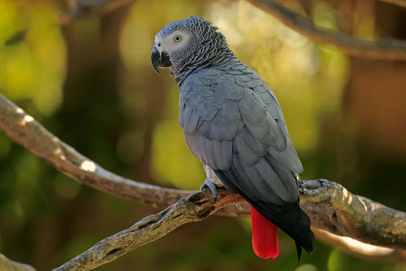 parrot 桌布 壁紙 — 非洲灰鸚鵡棲息在陽光照射的樹枝上，帶有鮮豔的紅色尾羽，背景是柔和的綠色散景。