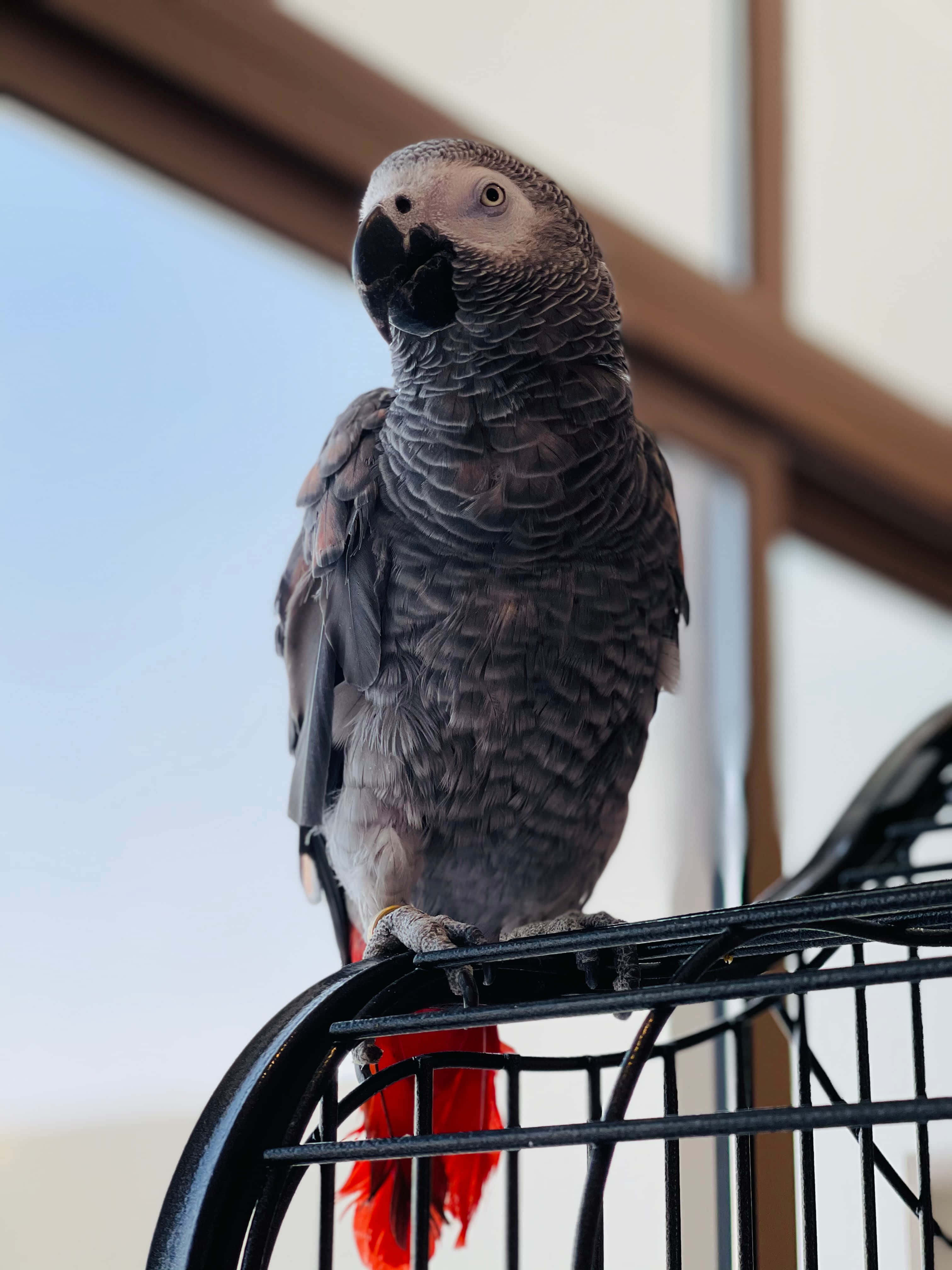 parrot 桌布 壁紙 — 非洲灰鸚鵡警覺地棲息在黑色籠桿上，鮮紅色的尾羽露了出來。