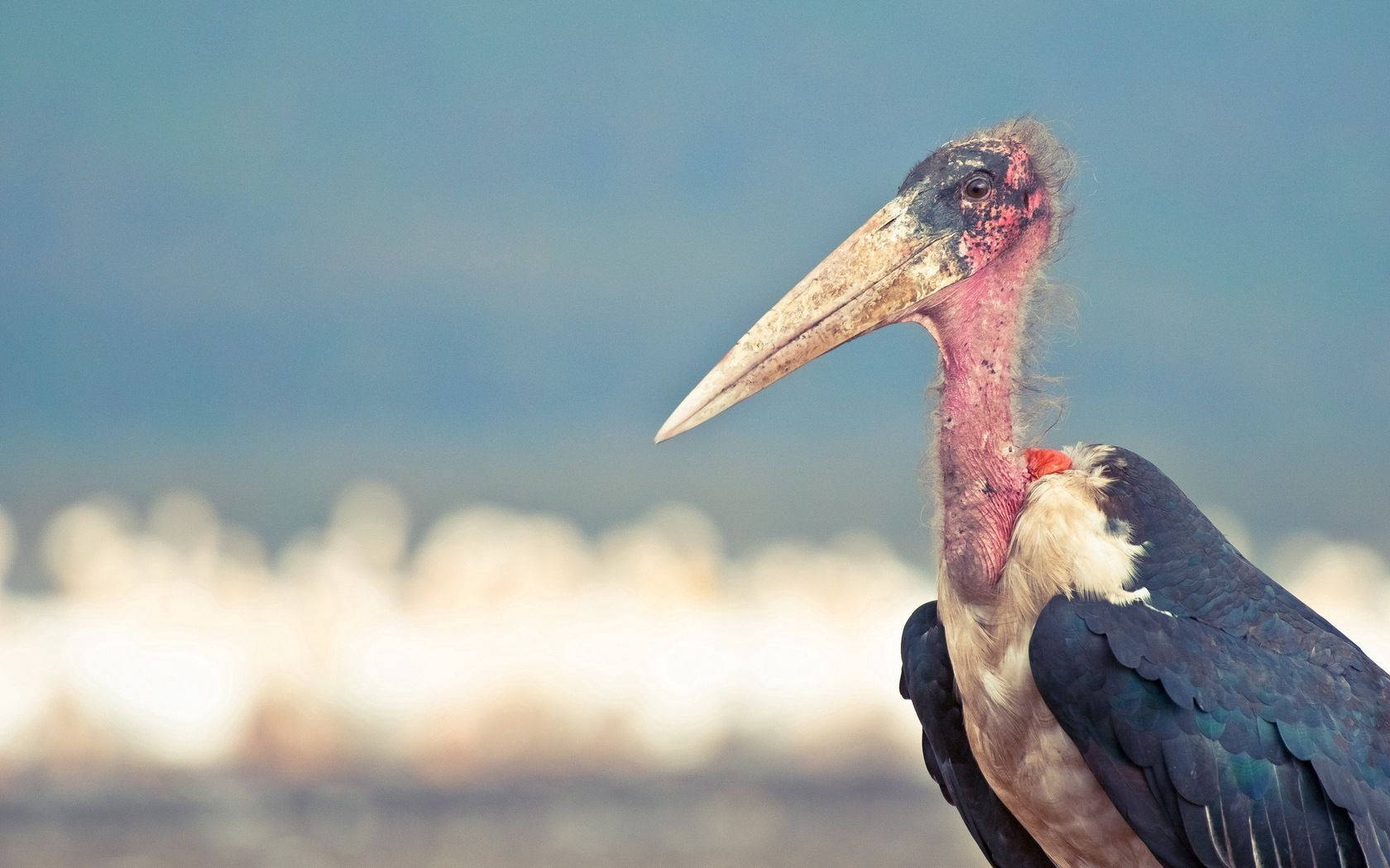 birds 桌布 壁紙 — 非洲禿鸛特寫，長彎喙，裸露粉紅色頭部，背景模糊，有白色鳥類和藍天。