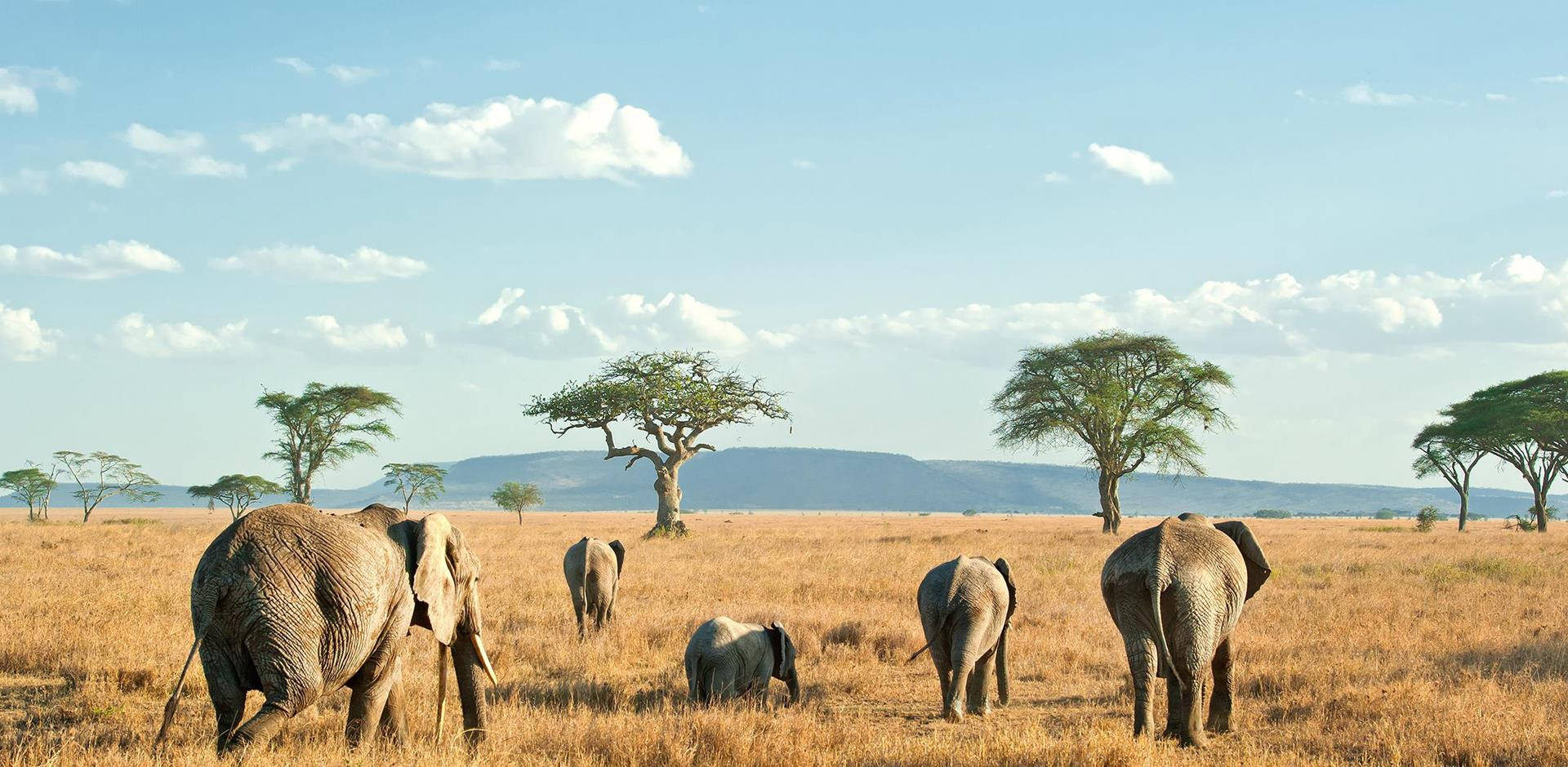 Tanzania 桌布 壁紙 — 非洲象在明亮的藍天下走過金色的稀樹草原草，天空中有散落的雲朵和金合歡樹。