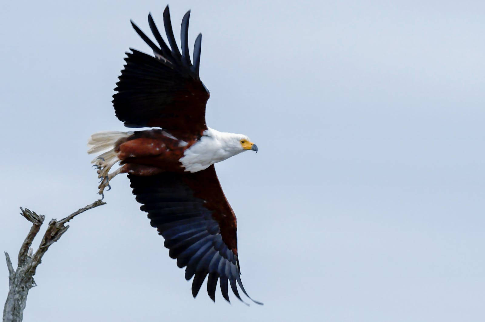 Eagle 桌布 壁紙 — 非洲魚鷹展開翅膀，在蒼白的天空中翱翔，從光禿的樹枝上起飛。