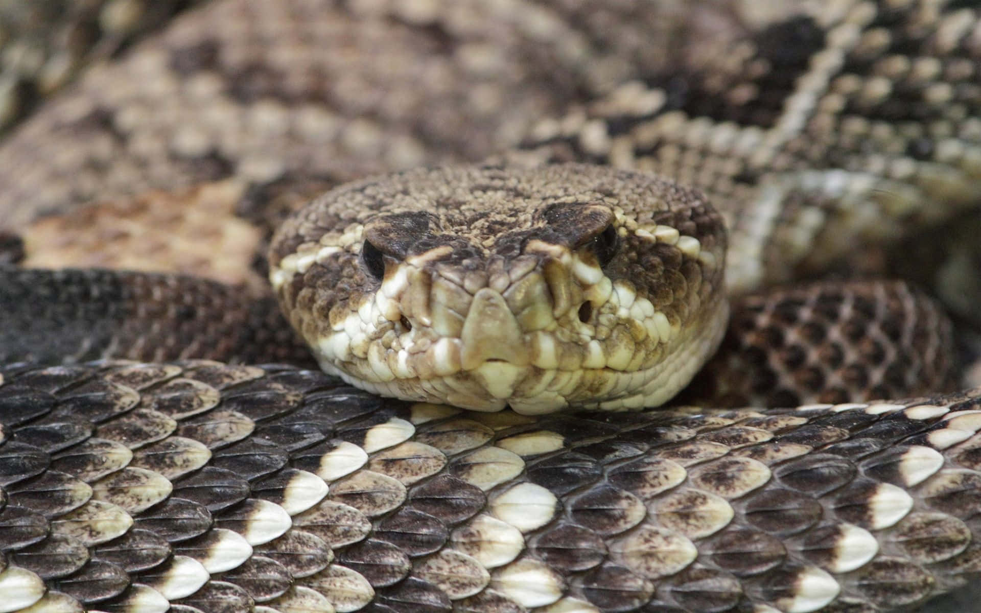 Rattlesnake 桌布 壁紙 — 響尾蛇頭部和盤繞身體的特寫，顯示詳細的鱗片和紋理圖案。