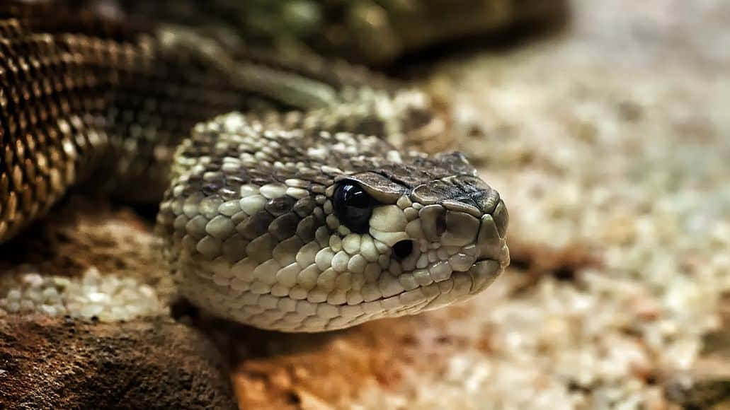 Scary Snake 桌布 壁紙 — 響尾蛇頭部特寫，鱗片細緻，黑色眼睛深邃，棲息在沙地上。
