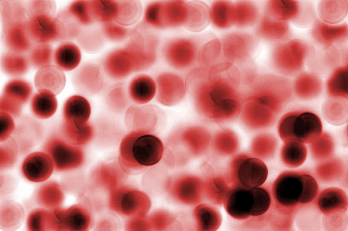 Red Blood Cells 桌布 壁紙 — 顯微鏡下紅血球漂浮在發光的紅白液體中的景象。