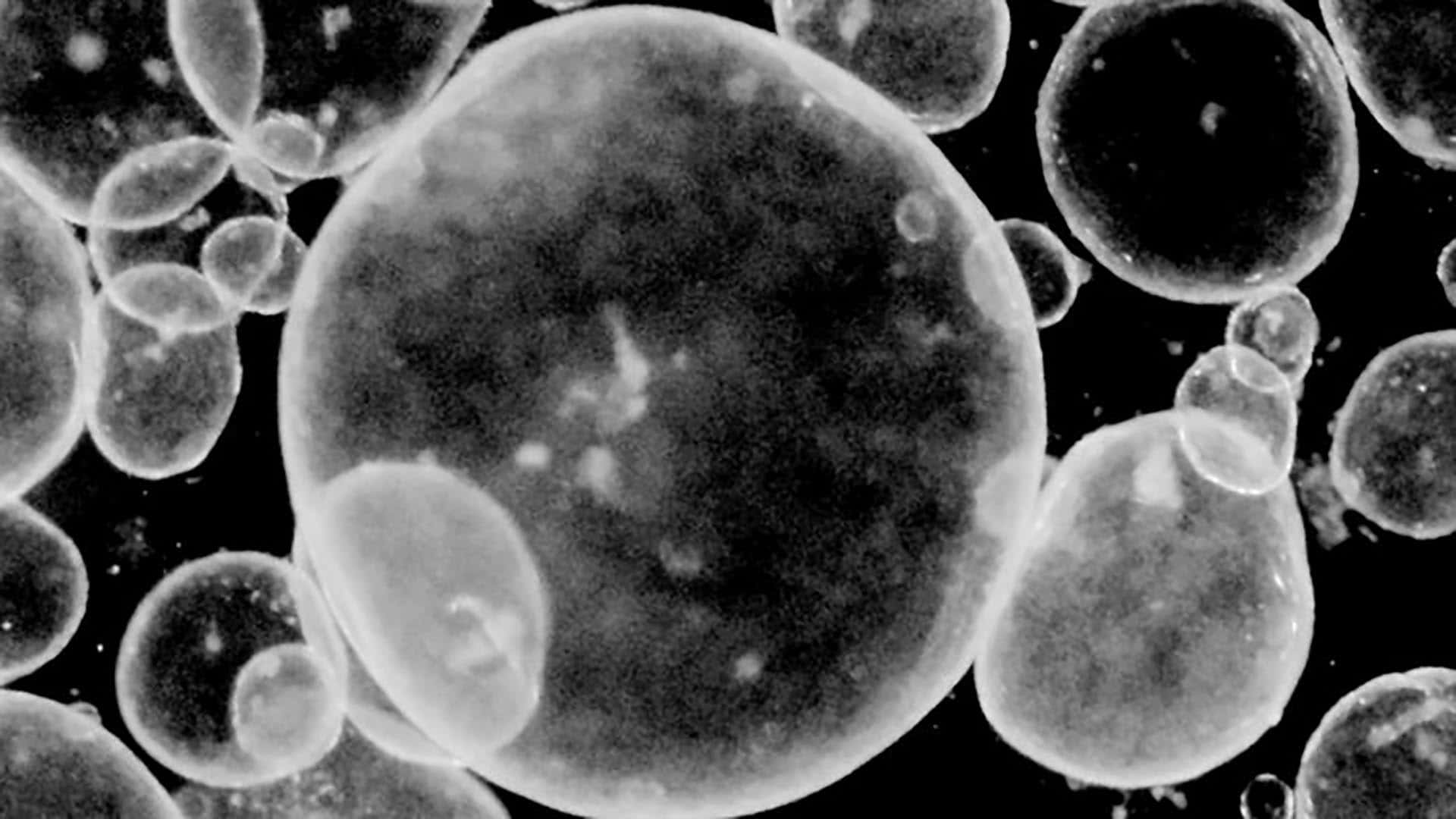 Cell 桌布 壁紙 — 顯微鏡視角下，半透明球狀細胞在黑暗空間中漂浮，大小和內部紋理各異。
