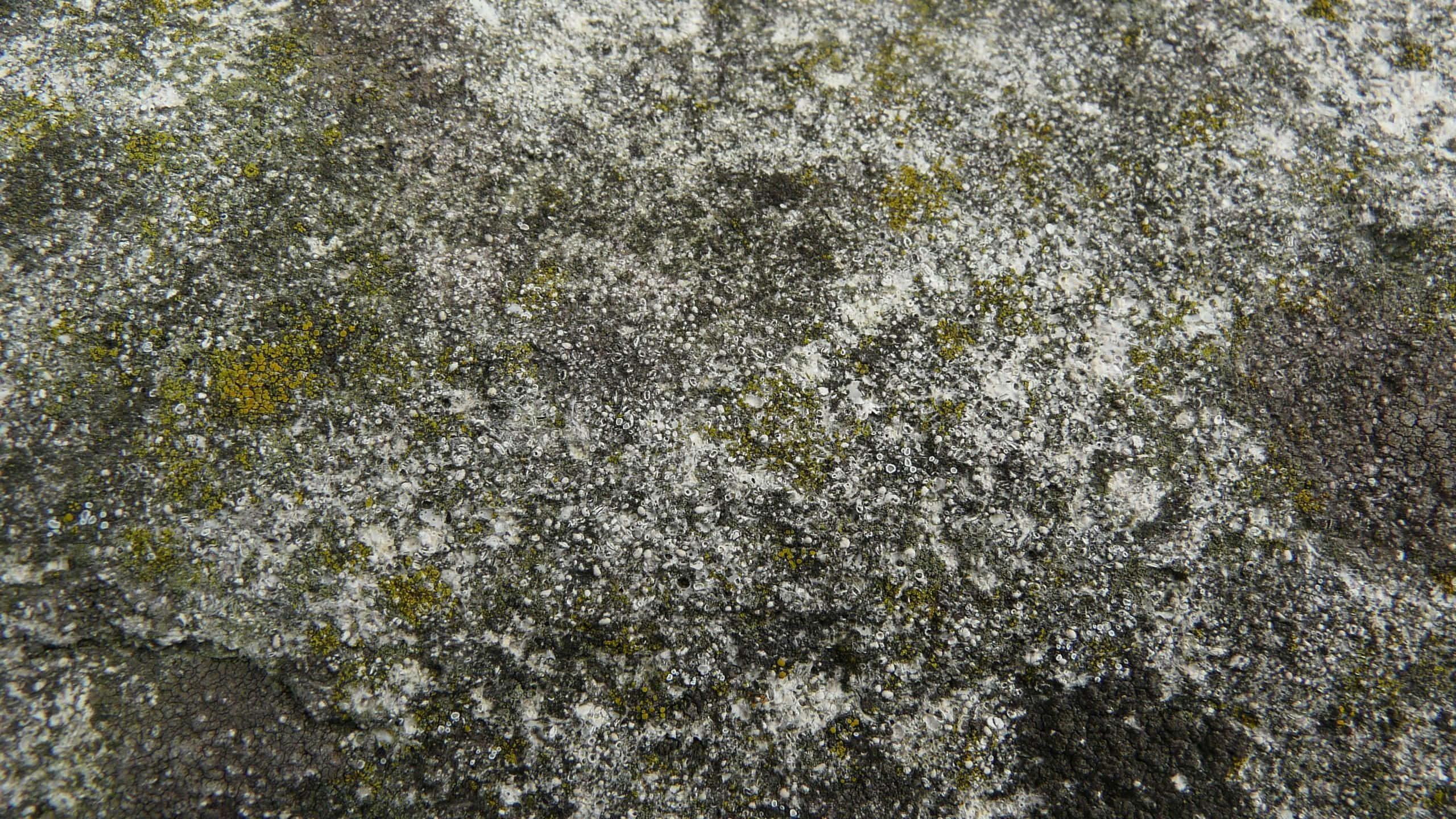 Stone 桌布 壁紙 — 風化岩石表面特寫，覆蓋灰色地衣和黃綠色苔蘚斑塊。