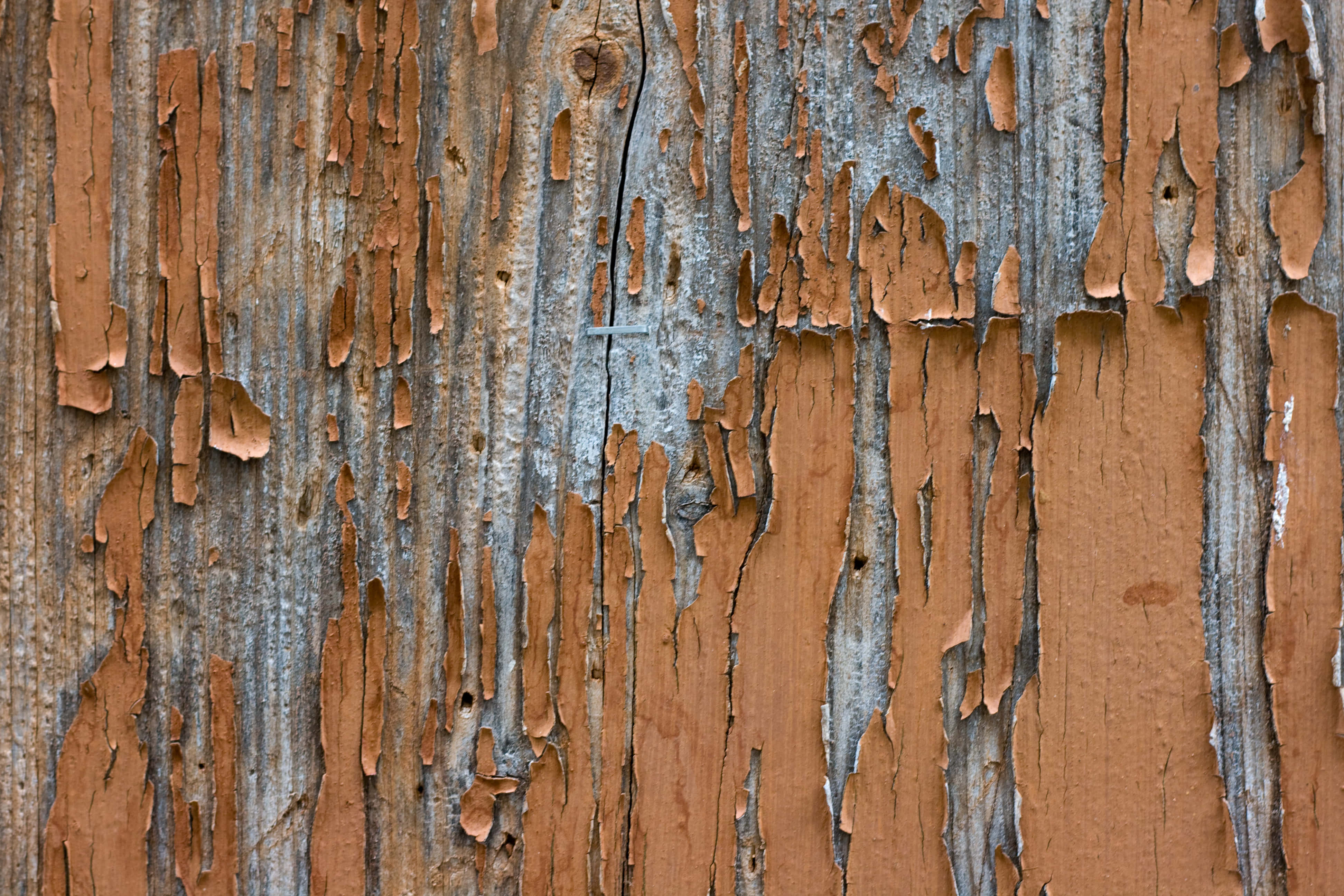 Wood Texture 桌布 壁紙 — 風化木材的特寫，剝落的橙色油漆露出灰色木紋和裂縫。
