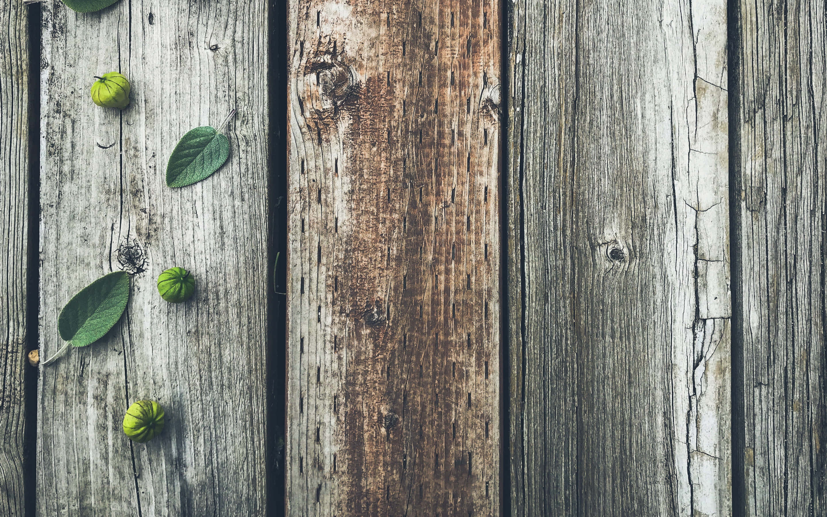 Gray Wood 桌布 壁紙 — 風化木板上散落著綠葉和小圓果實，表面紋理豐富。