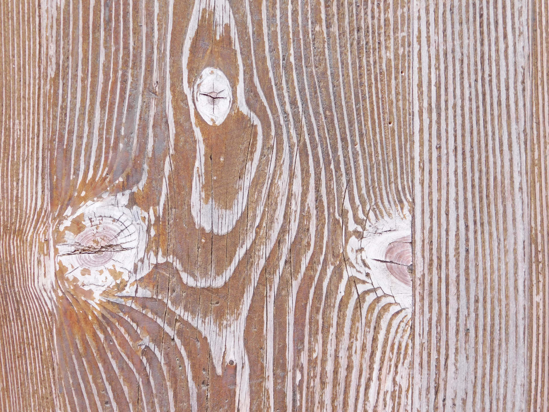 Wood texture 壁紙 — 風化木板的特寫，白色油漆剝落，露出豐富的棕色木紋和突出的節疤。