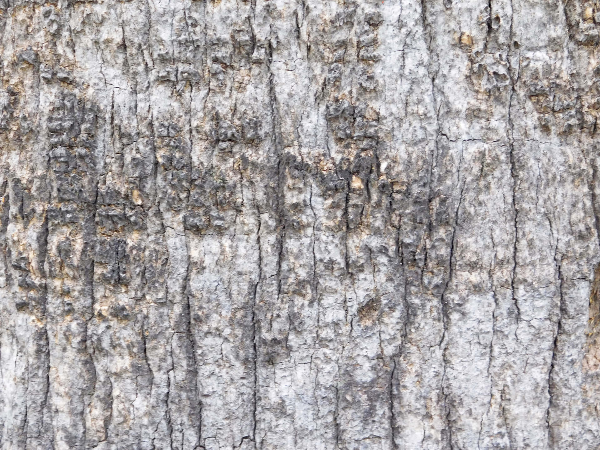 Stone texture 壁紙 — 風化樹皮的近照，帶有深垂直溝槽以及灰褐色和黃褐色苔蘚斑塊。